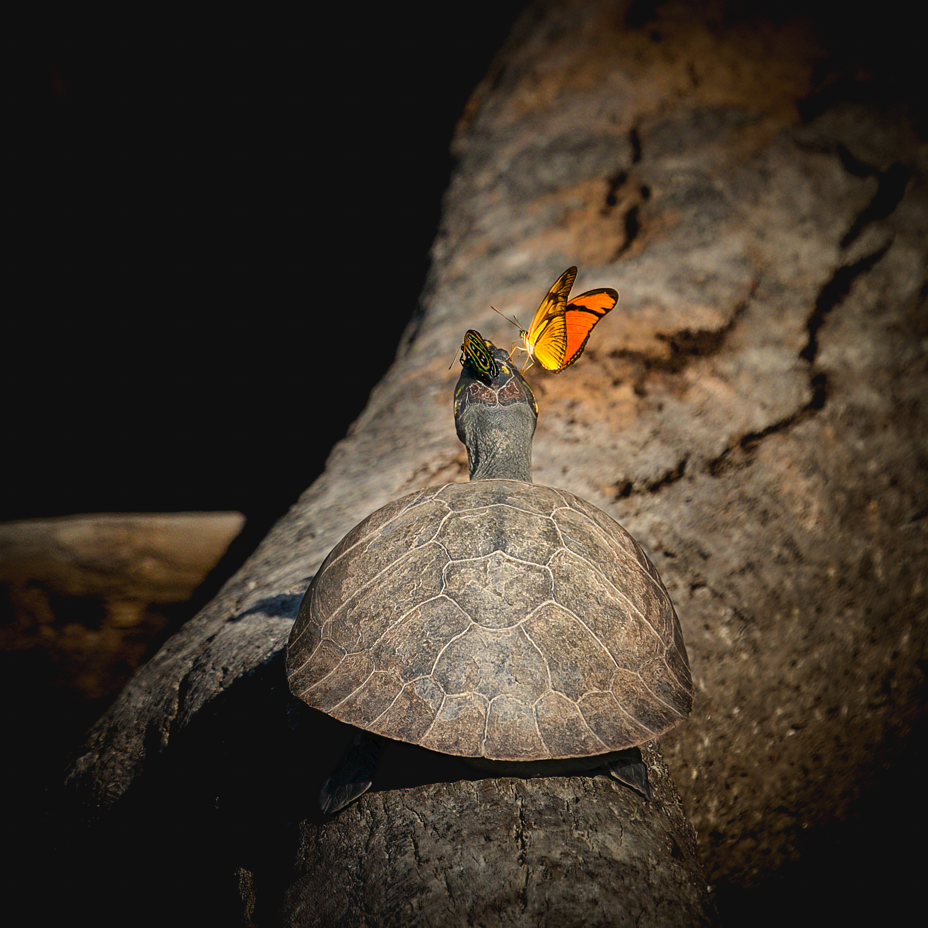 Le succhiatrici di lacrime
