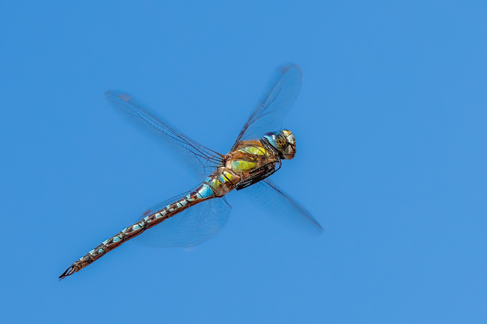 The flight of the dragonfly