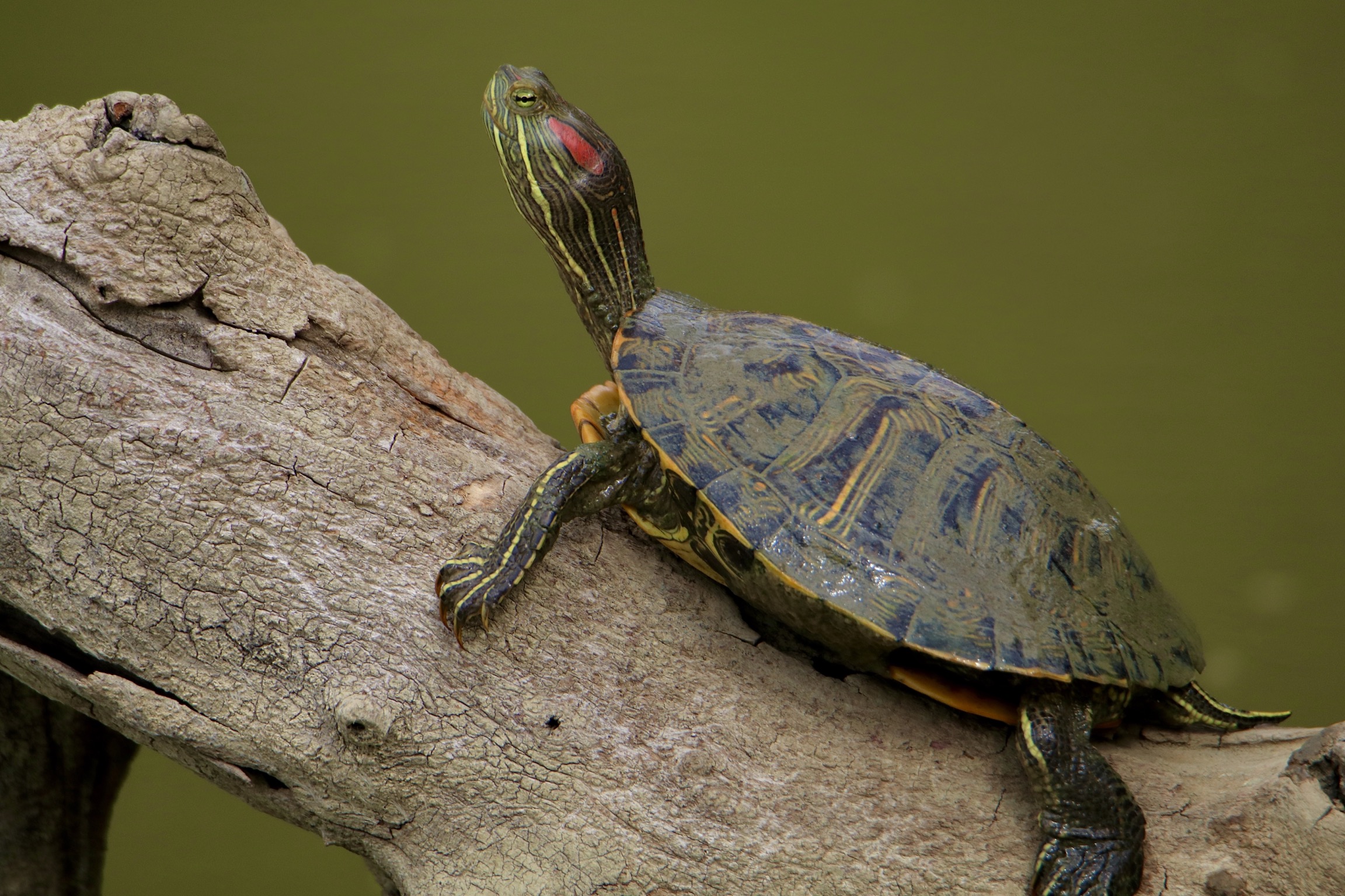 Turtle