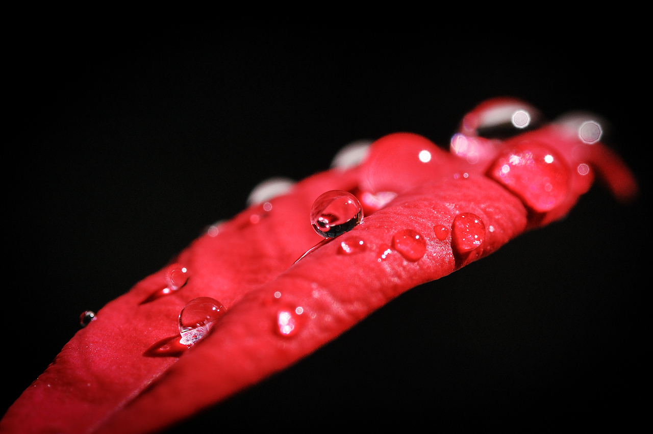 Goccia su stella di Natale