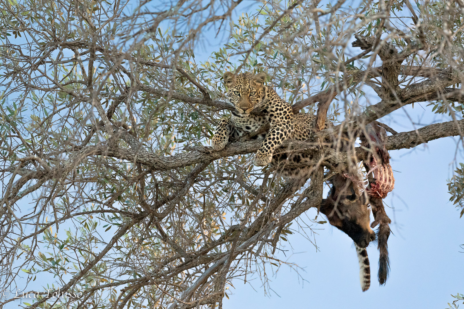 Il pasto è al sicuro