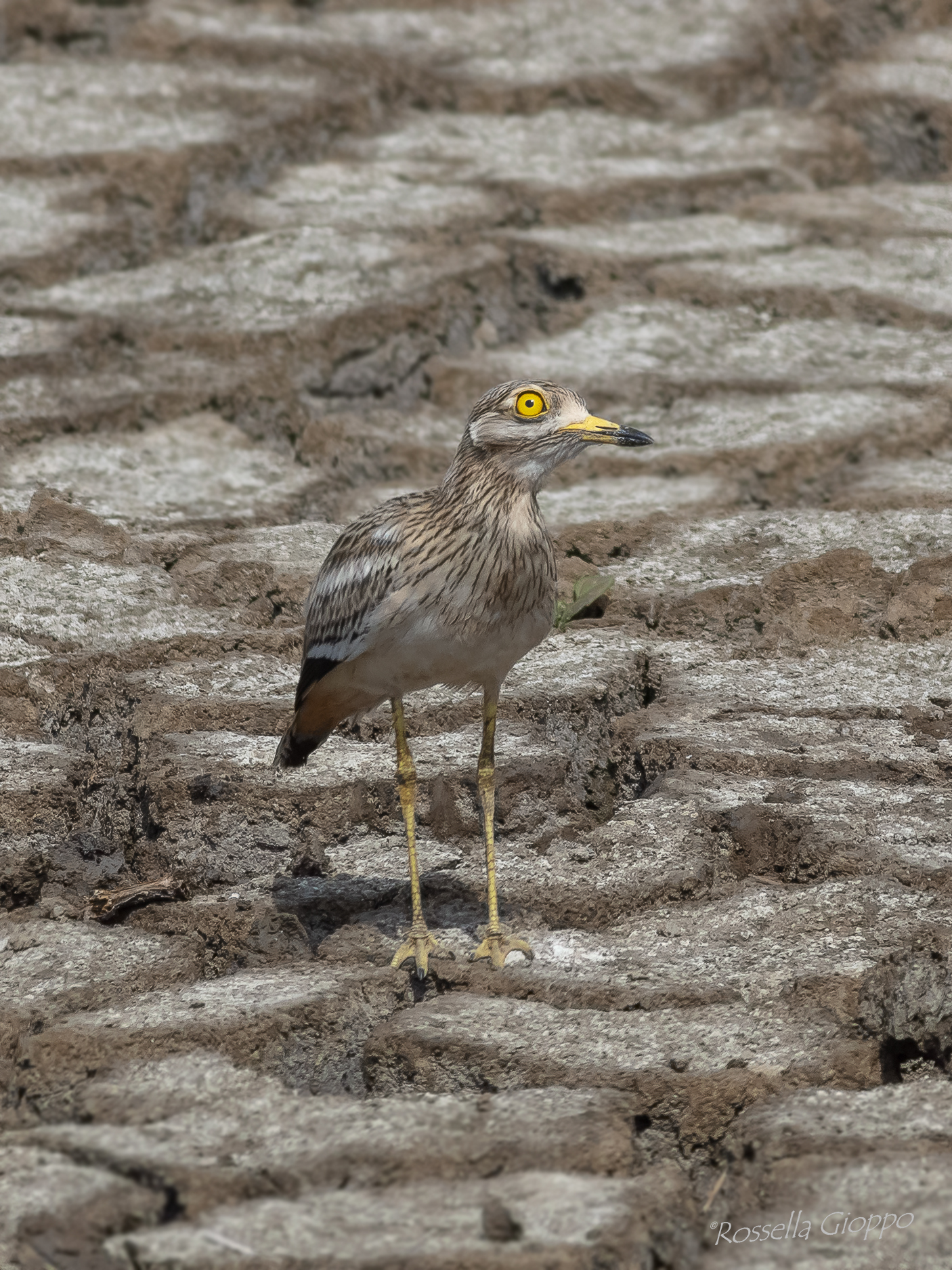 Burhinus oedicnemus (Occhione)