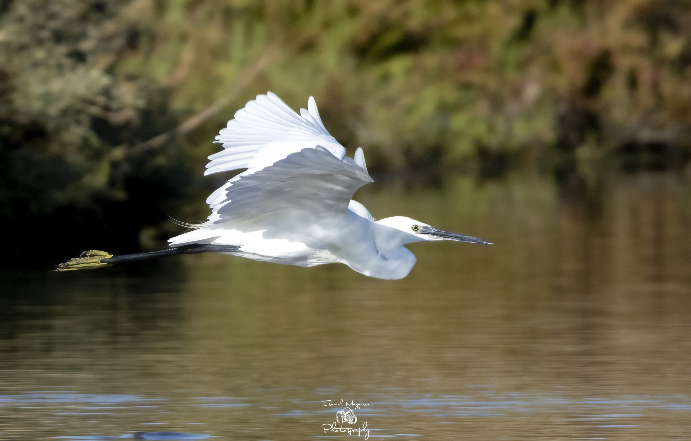 The flight of the egret