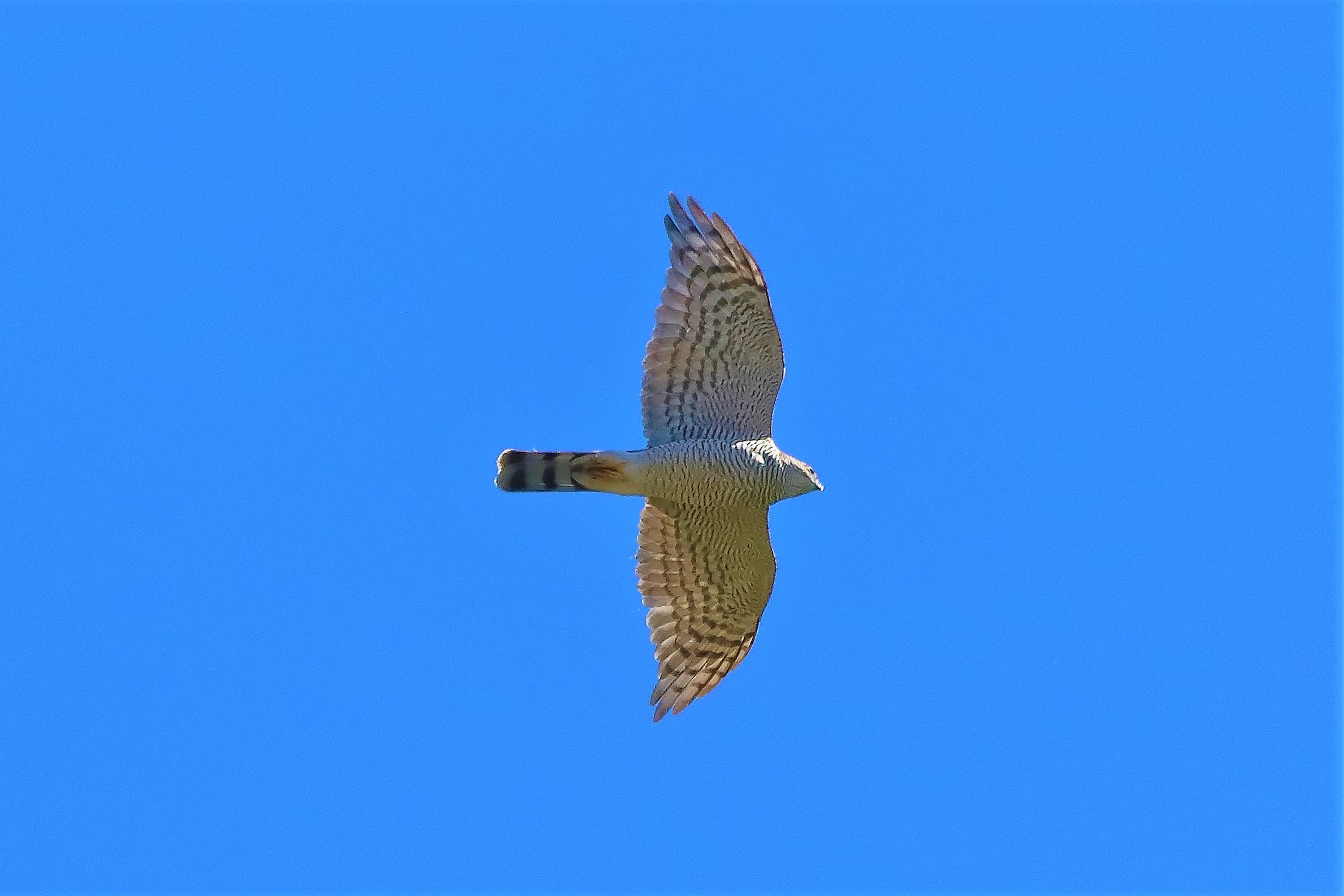 sparviere 09-07-2022