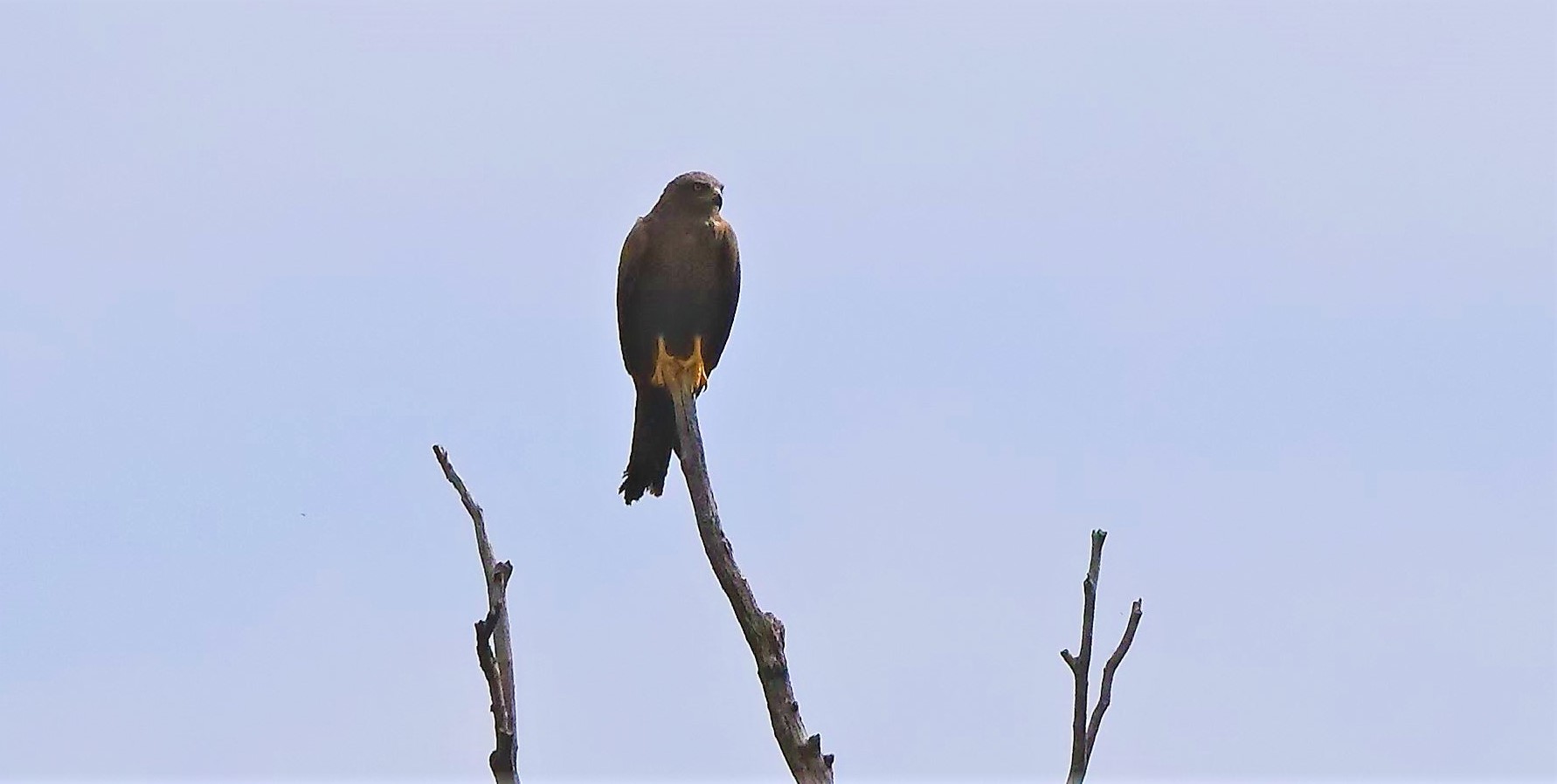 Nibbio bruno 14-07-2022