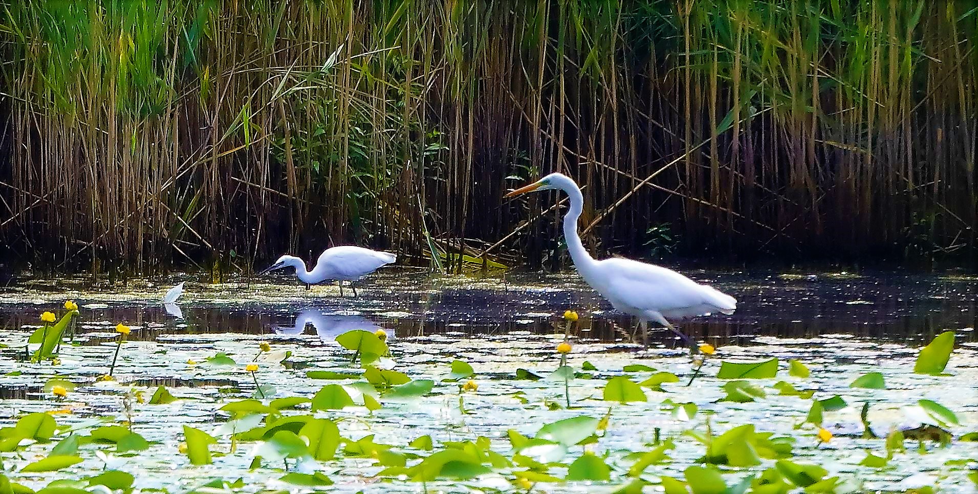 Airone BM  14-07-2022