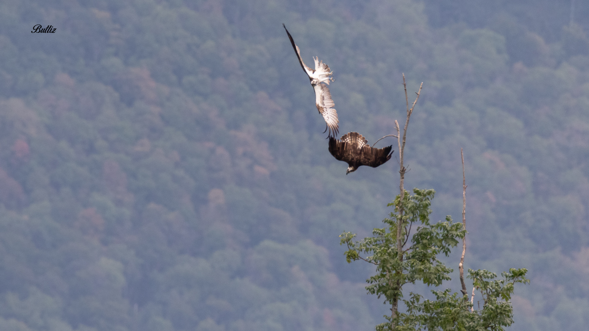 Coppia di Falchi pescatore