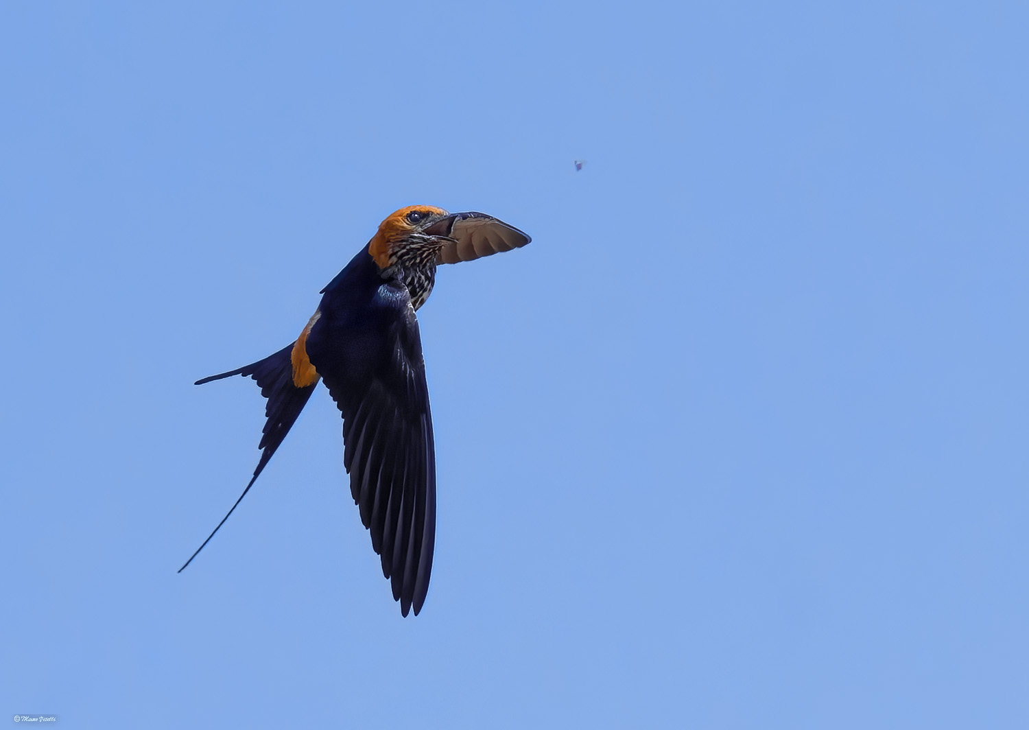 Lesser striped swallow (cecropis abyssinica) Zambia