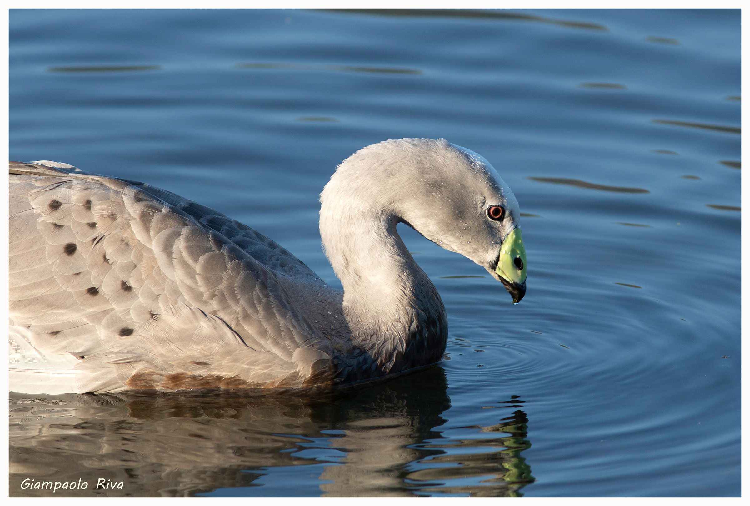 Oca cereopside Primo Piano