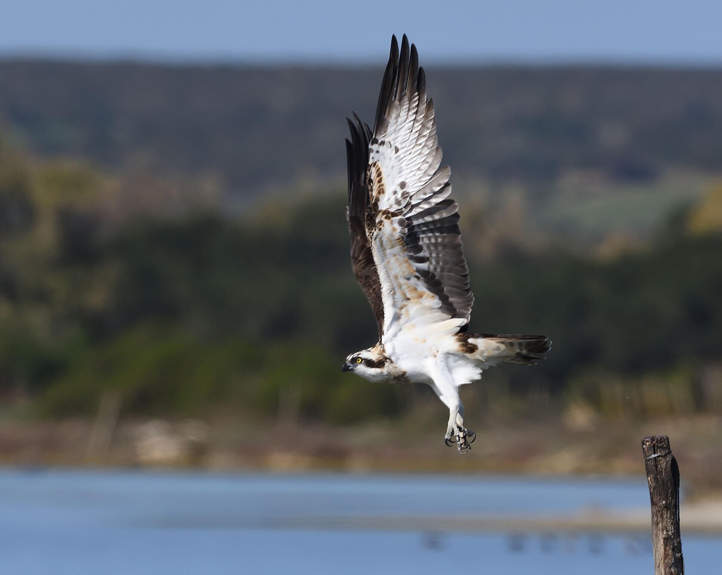 Osprey