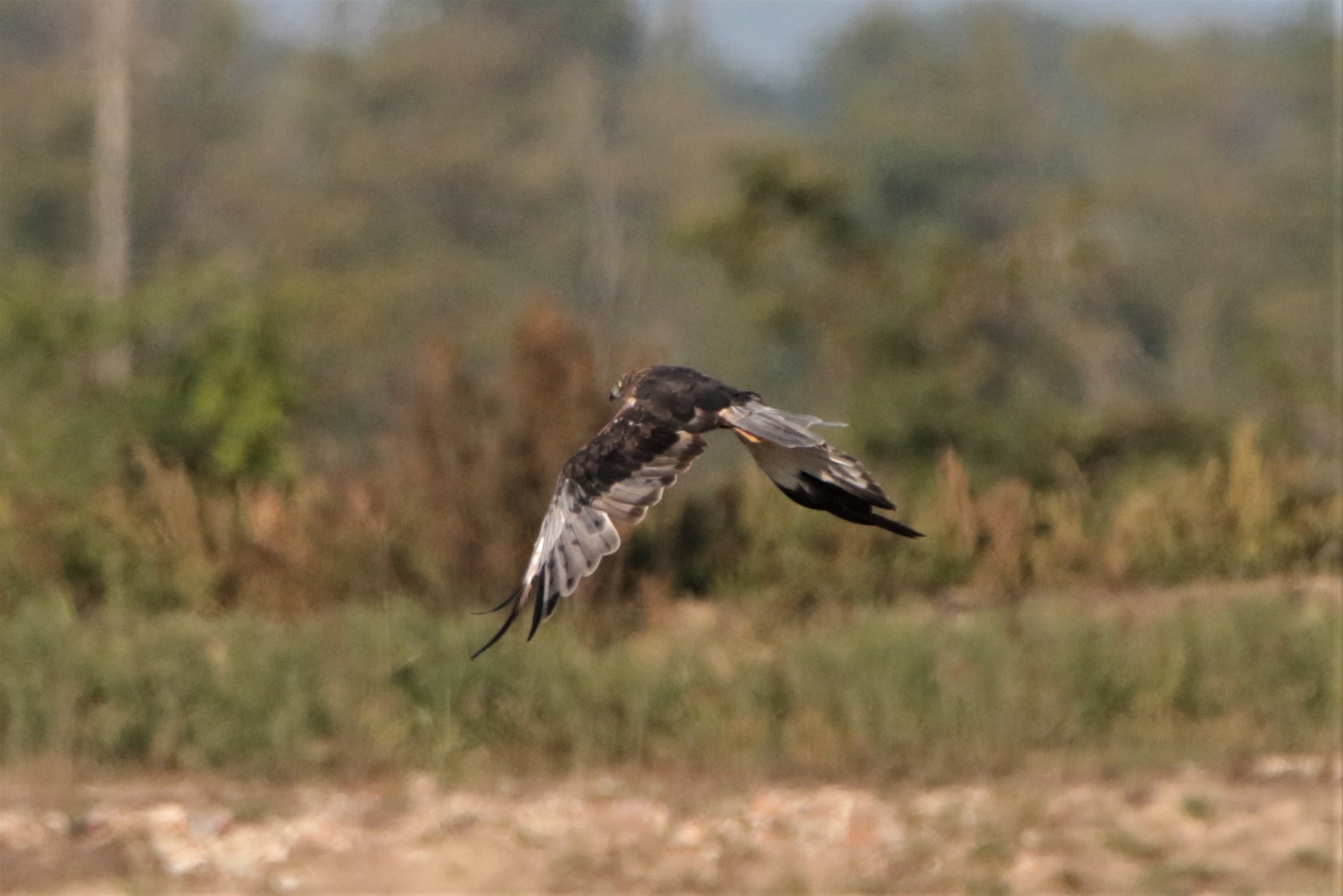 red kite on the run!