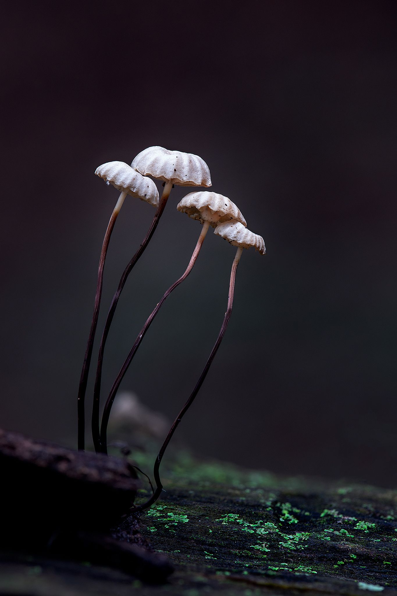 Marasmius patella