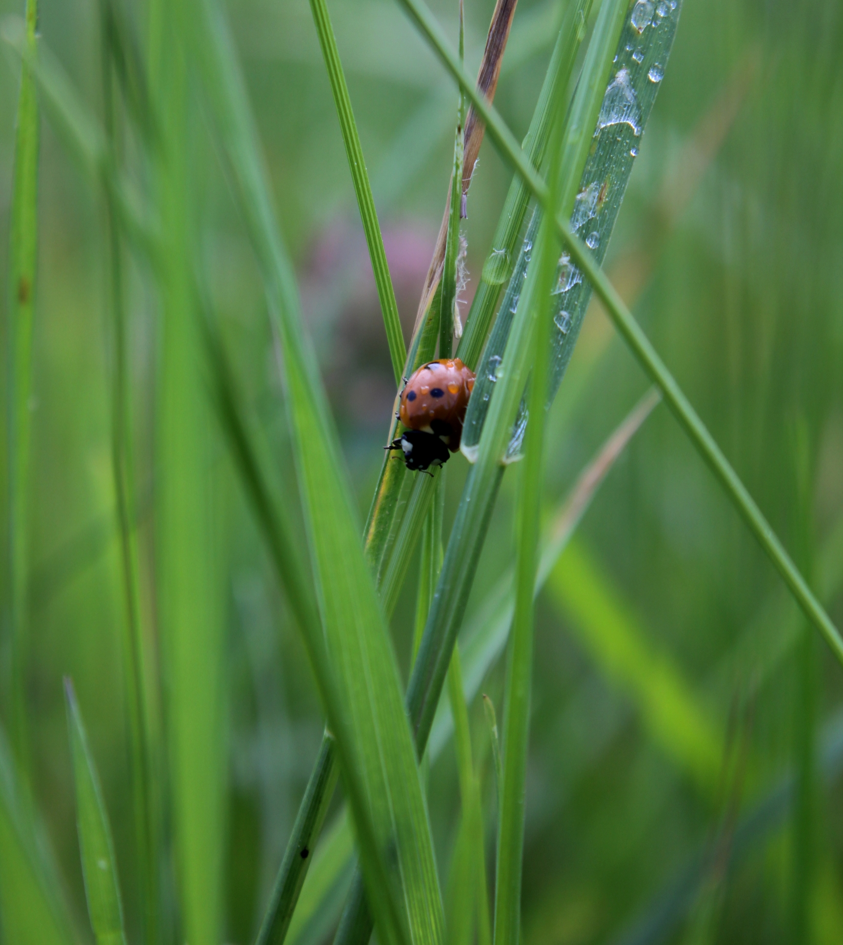 Ladybird