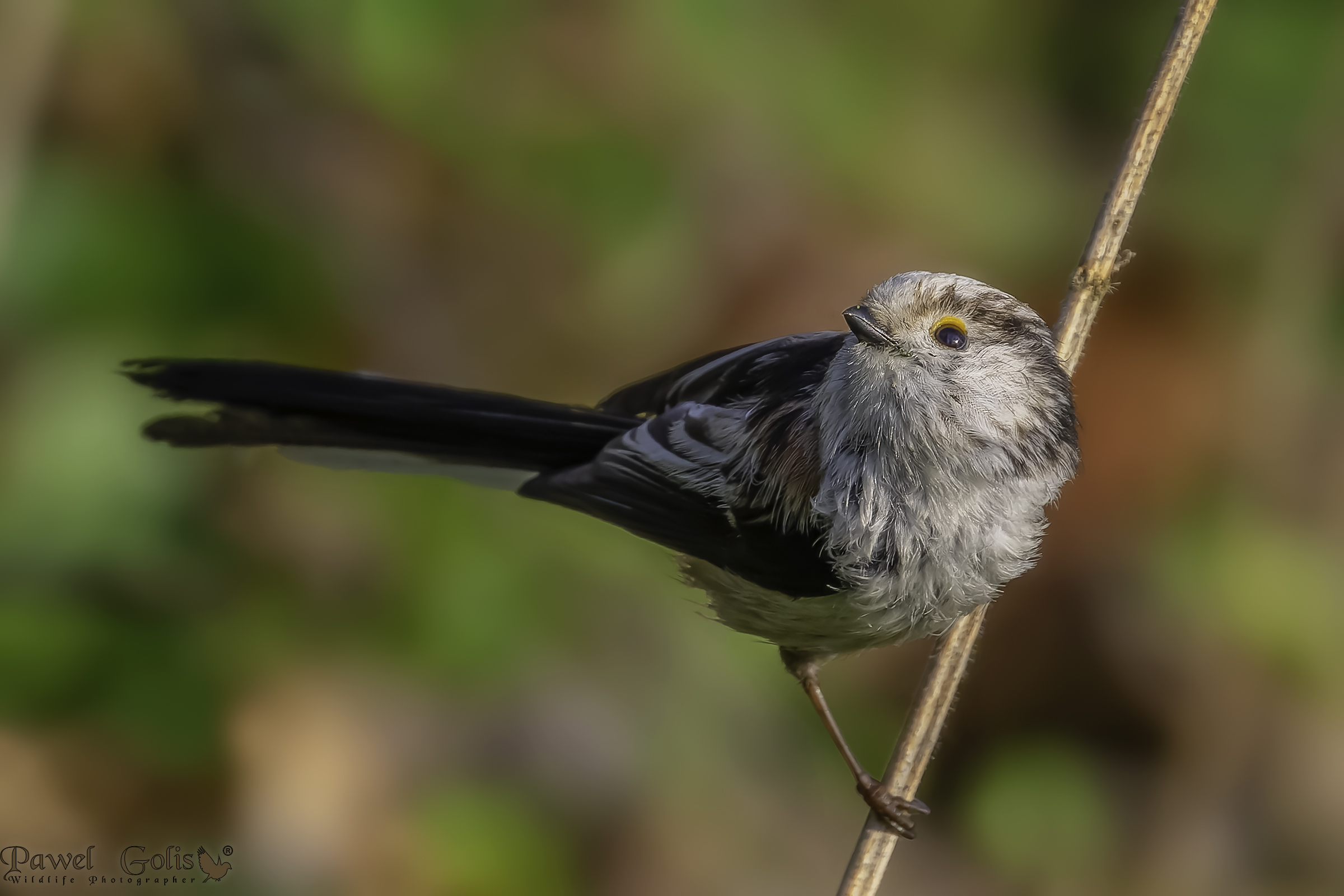 Long-tailed bushtit (Aegithalos caudatus)