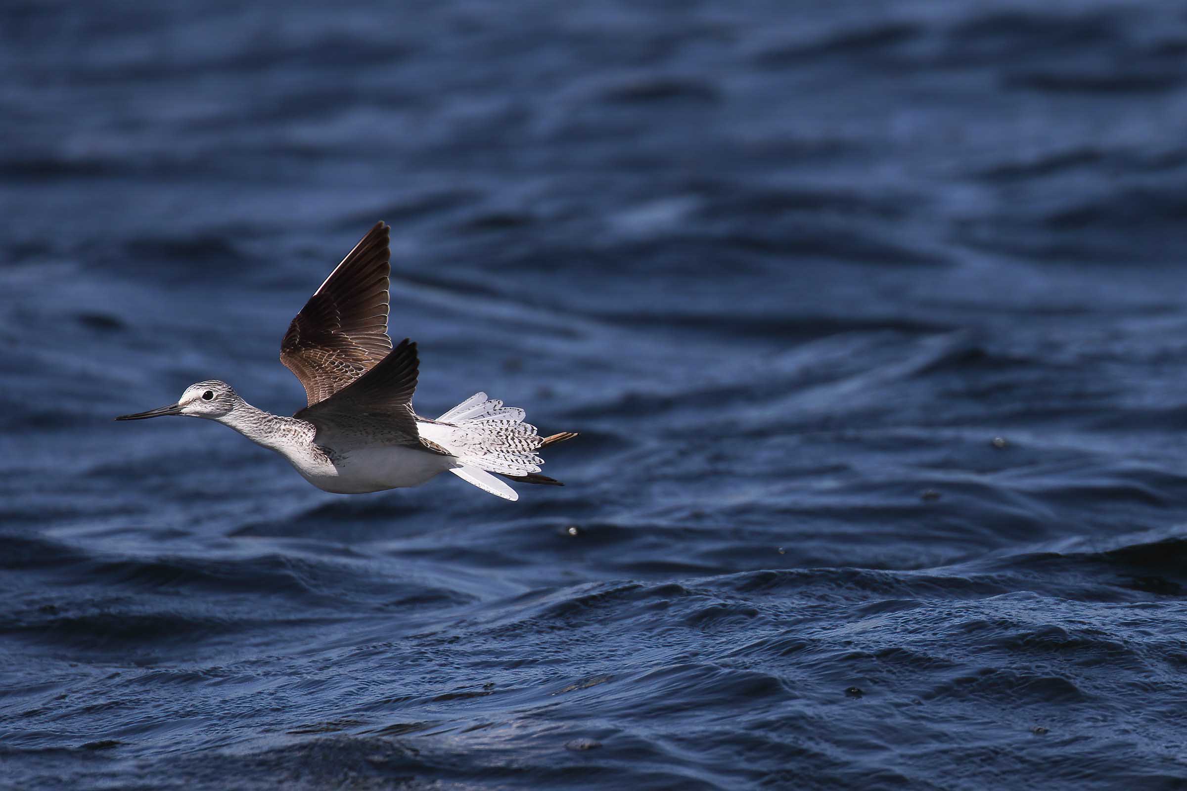 Pantana on the water