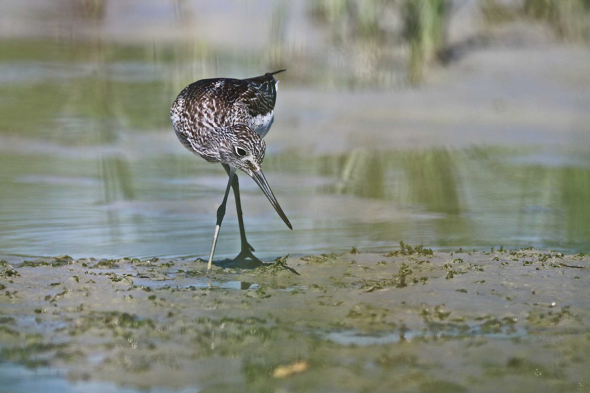 Pantana in the quagmire!