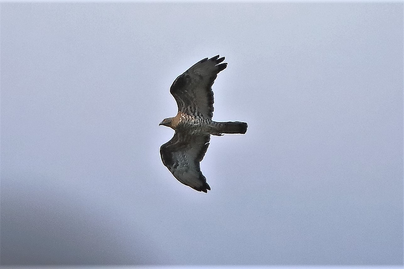 pecchiaiolo 02-07-2022