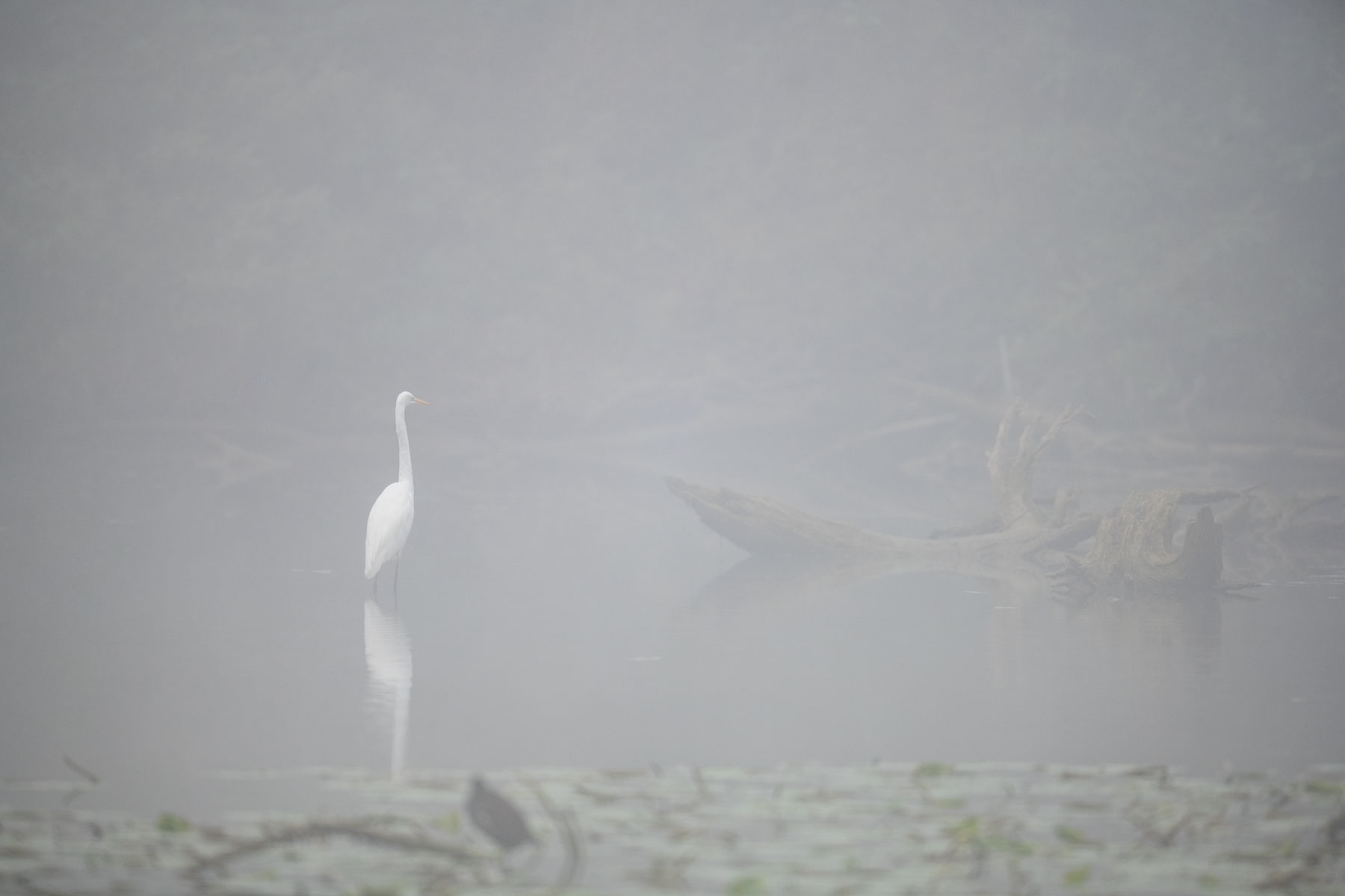 Great white heron