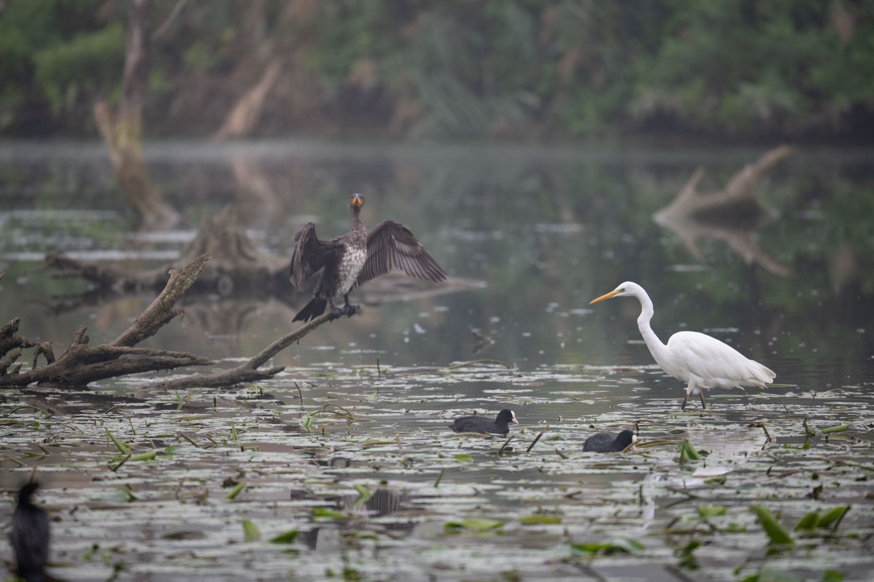 Great white heron and friends