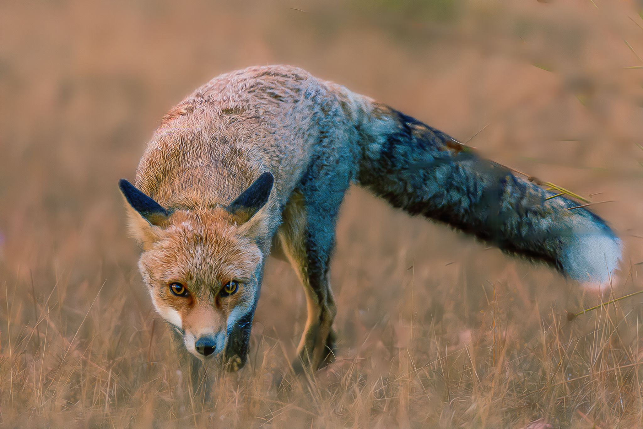 Fox San redness