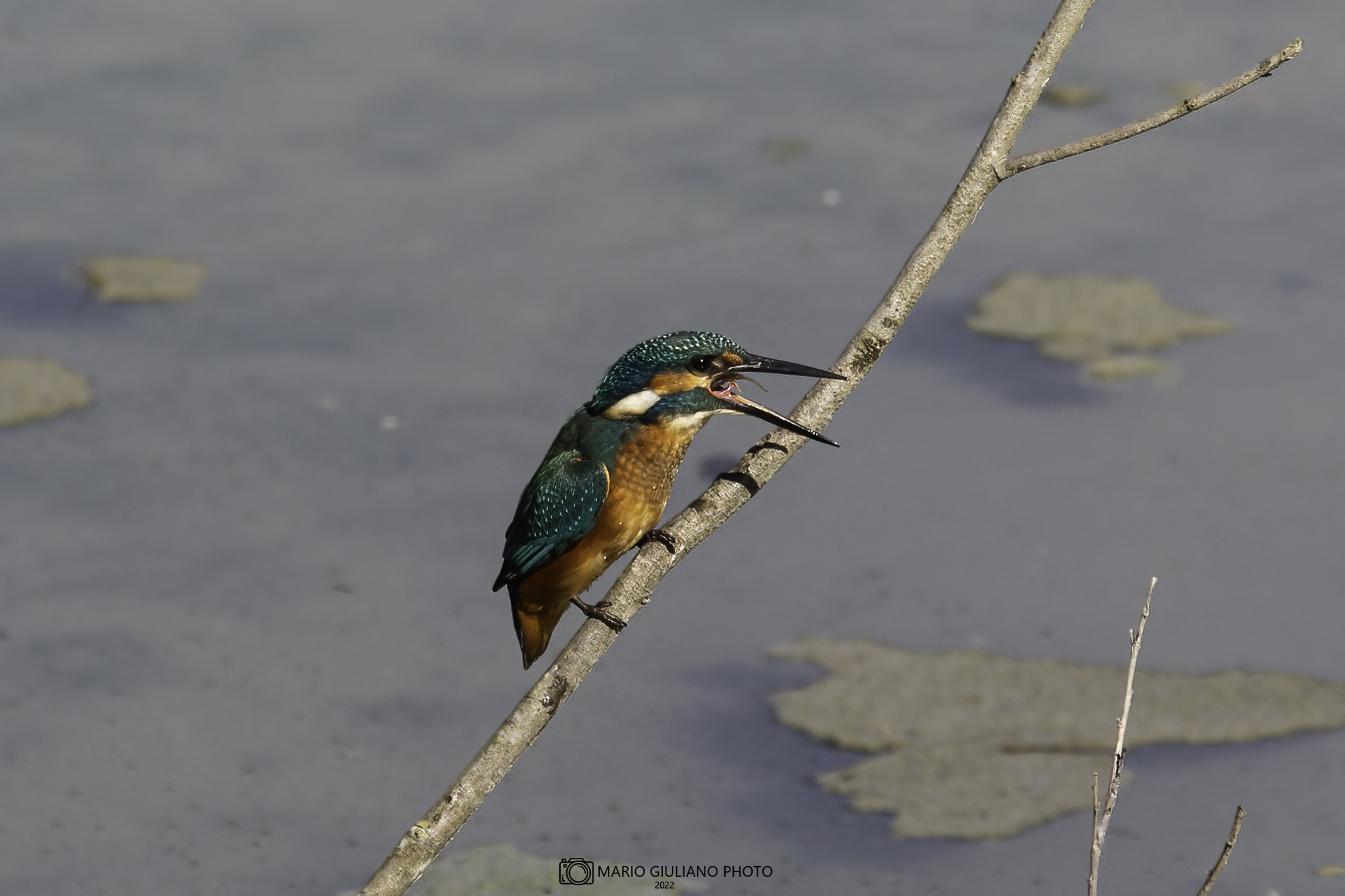 Kingfisher