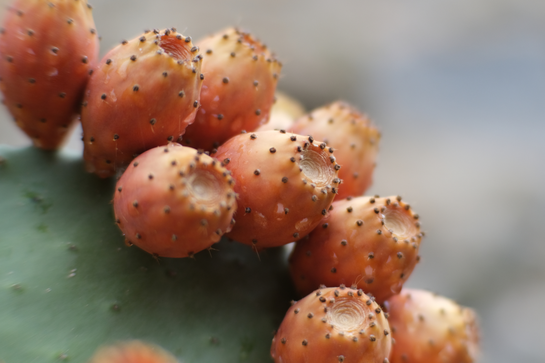 prickly pears