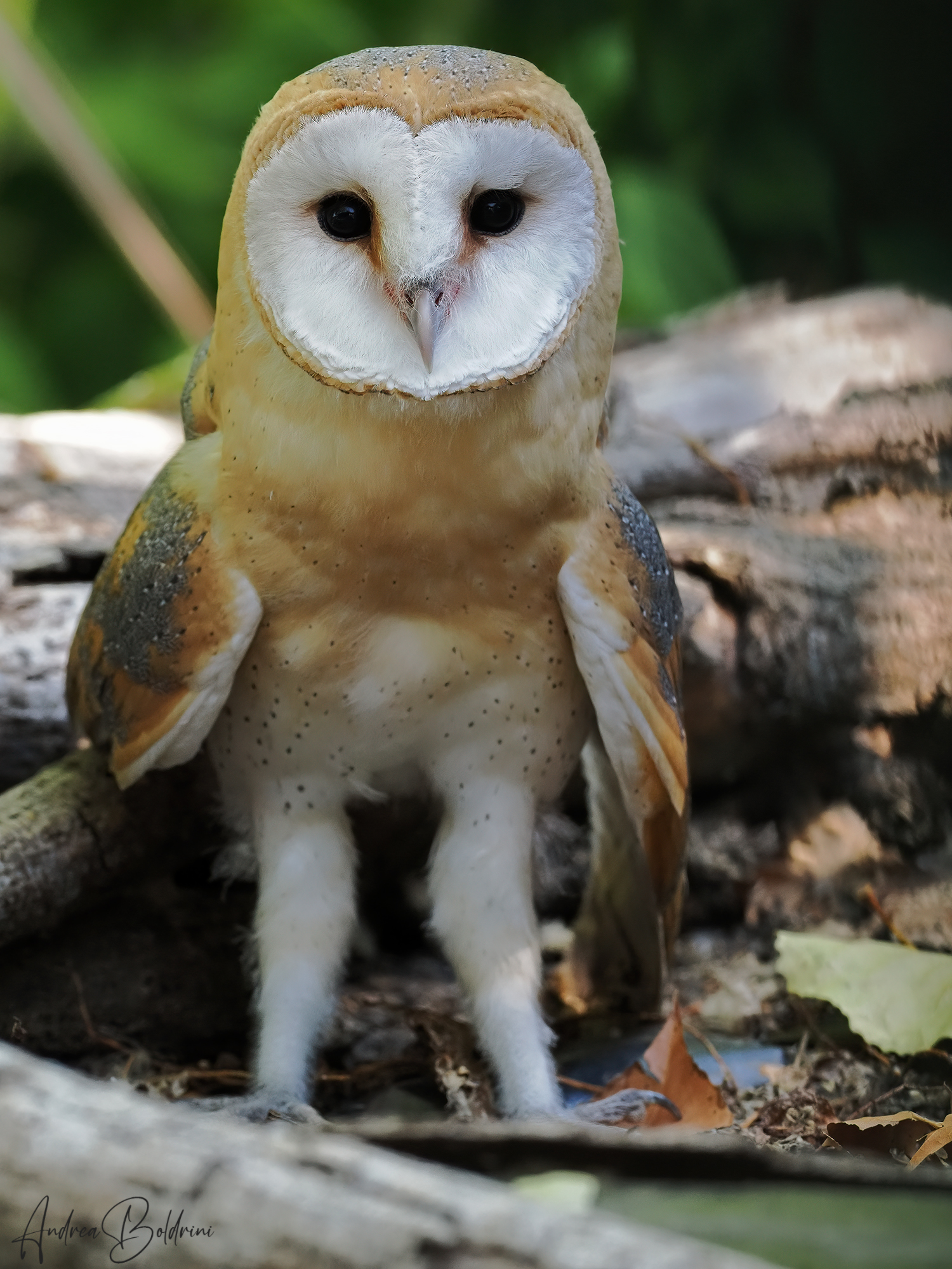 Barn owl