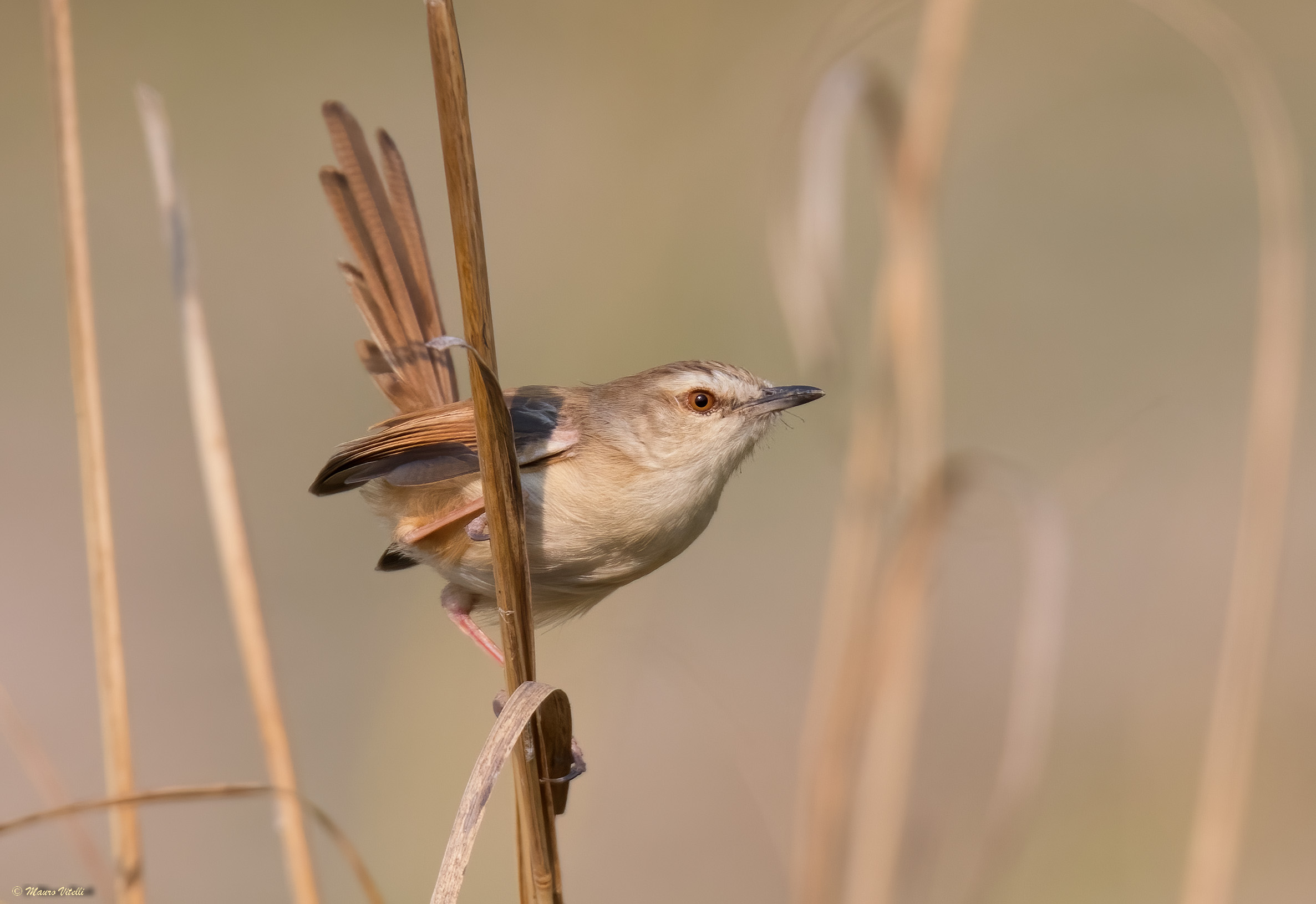 Fawn-flanked prinia (prinia subflava)