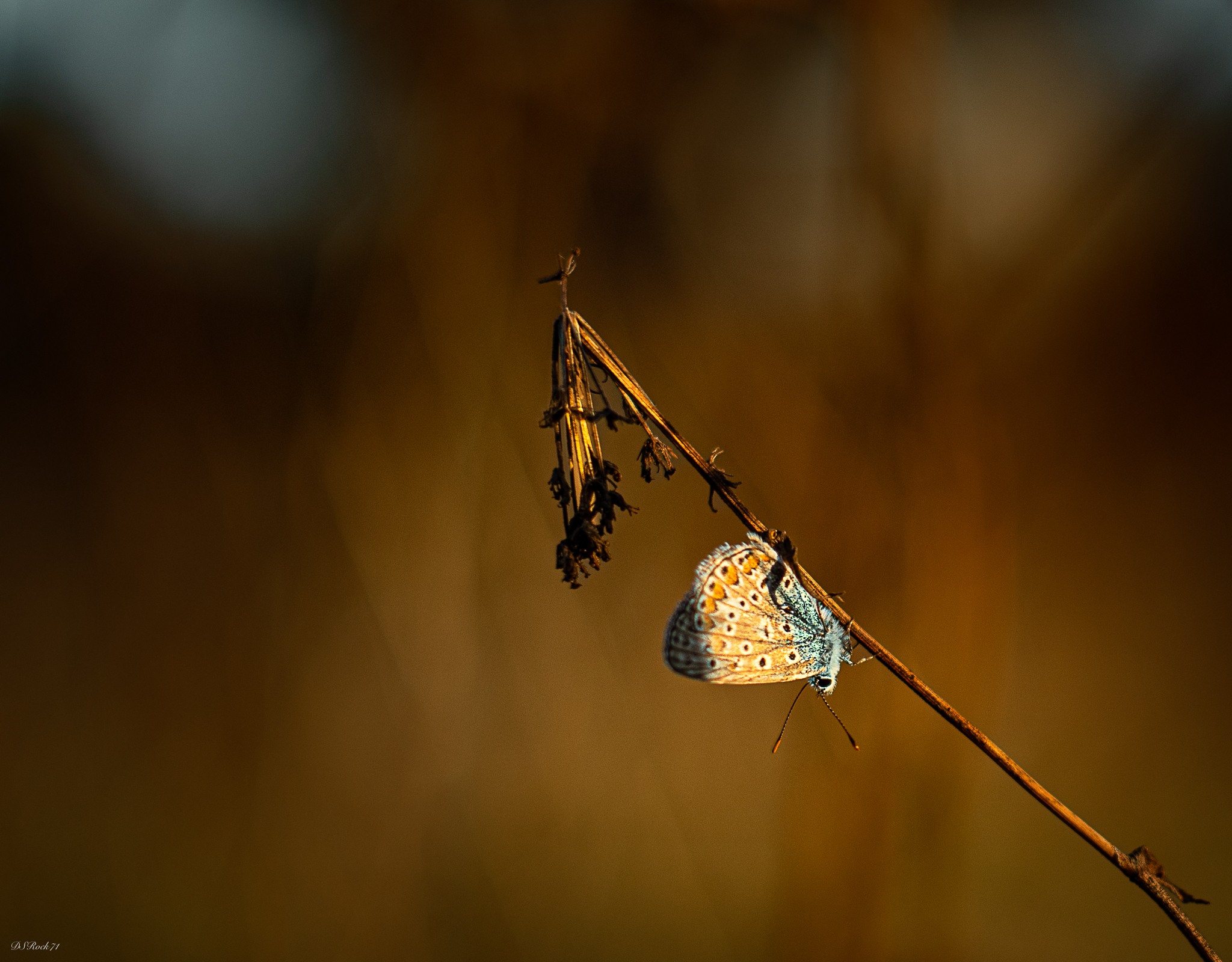 Another butterfly in the sunset....
