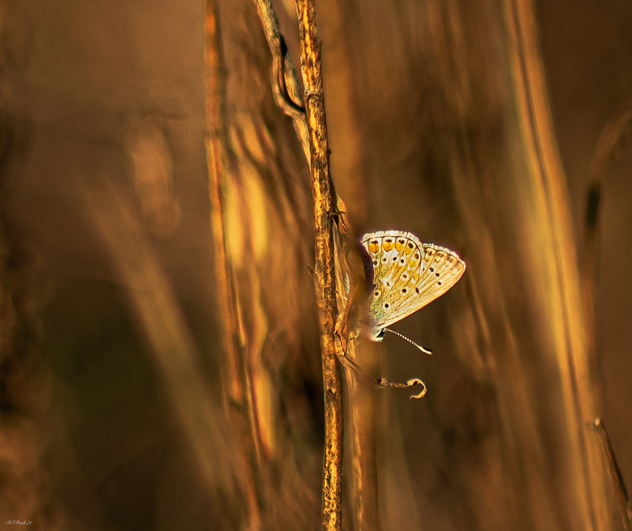 Another butterfly in the sunset....