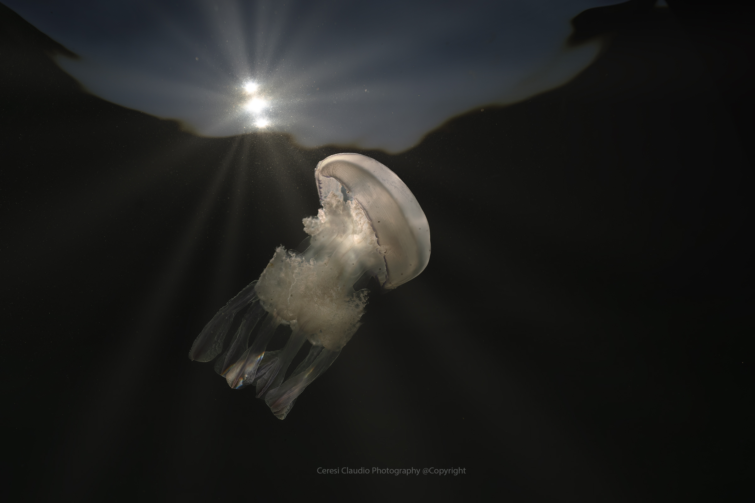 Jellyfish sea lung Rhizostoma pulmo