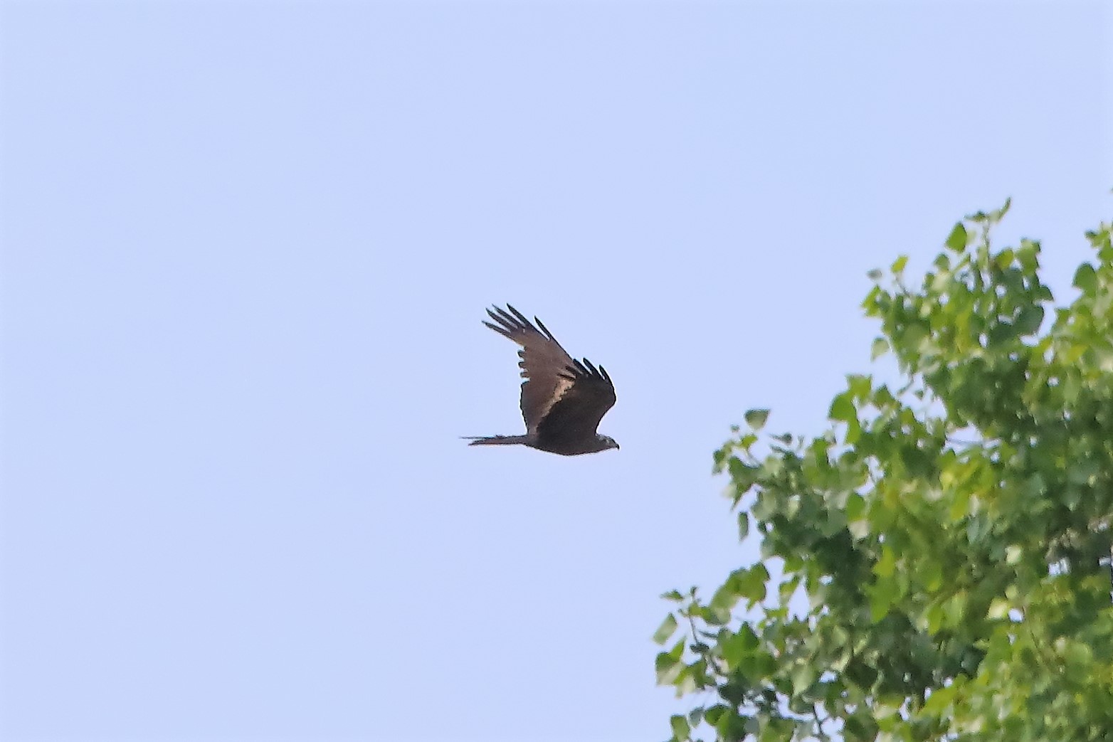 Nibbio bruno 20-07-2022