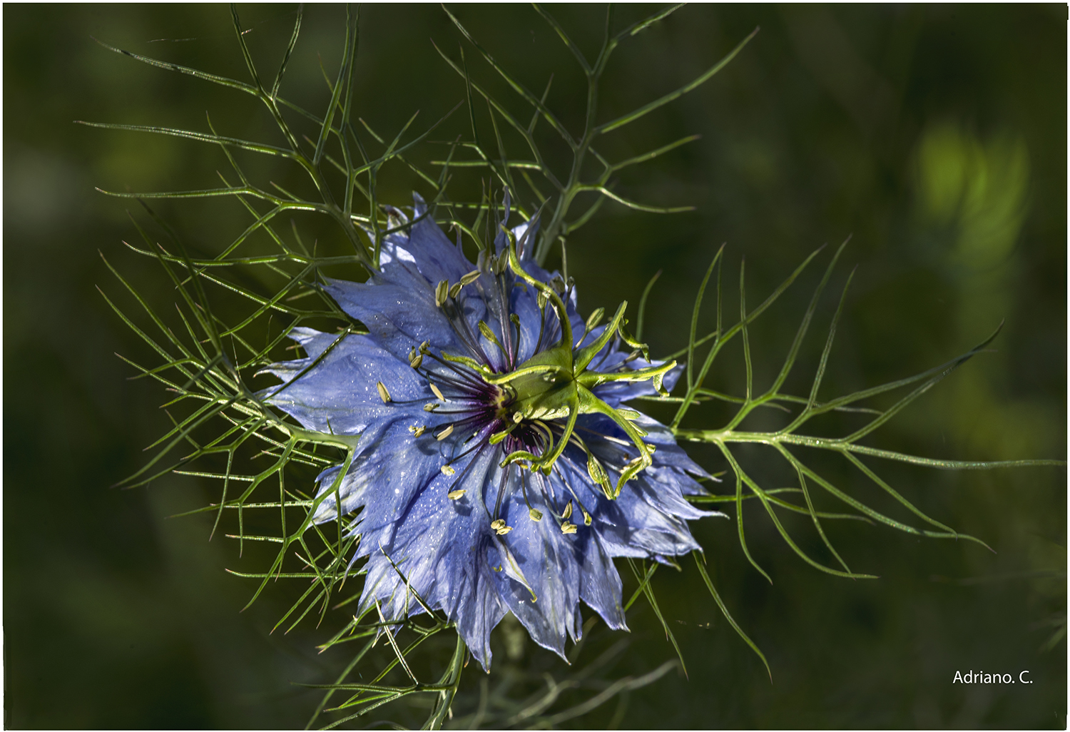 Nigella