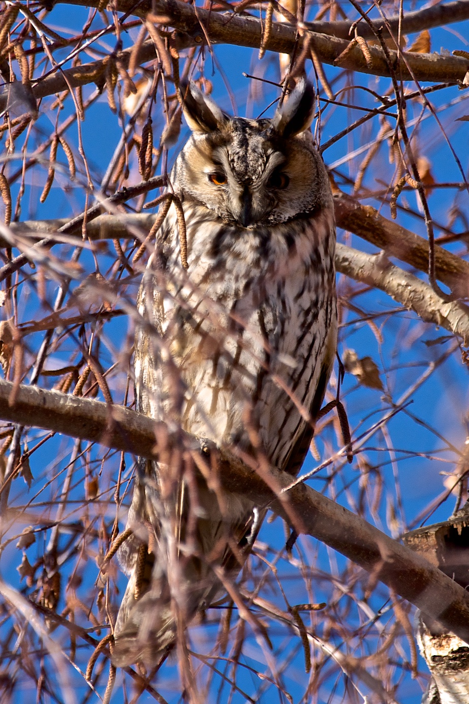 Screech owl