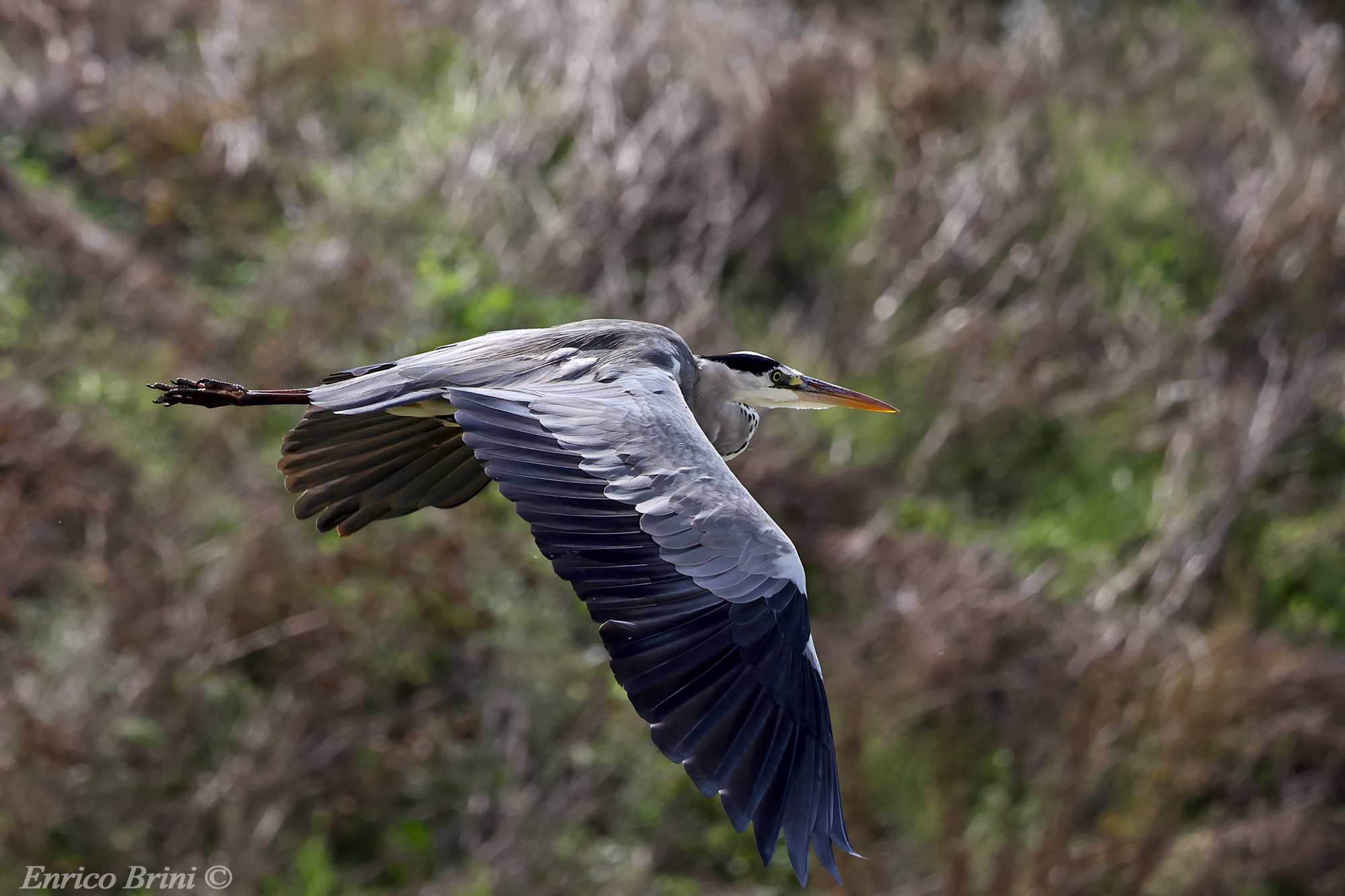 Heron in flight