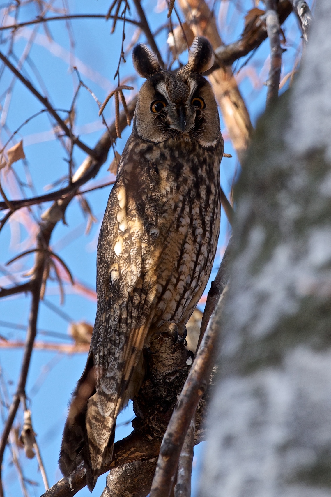 Screech owl