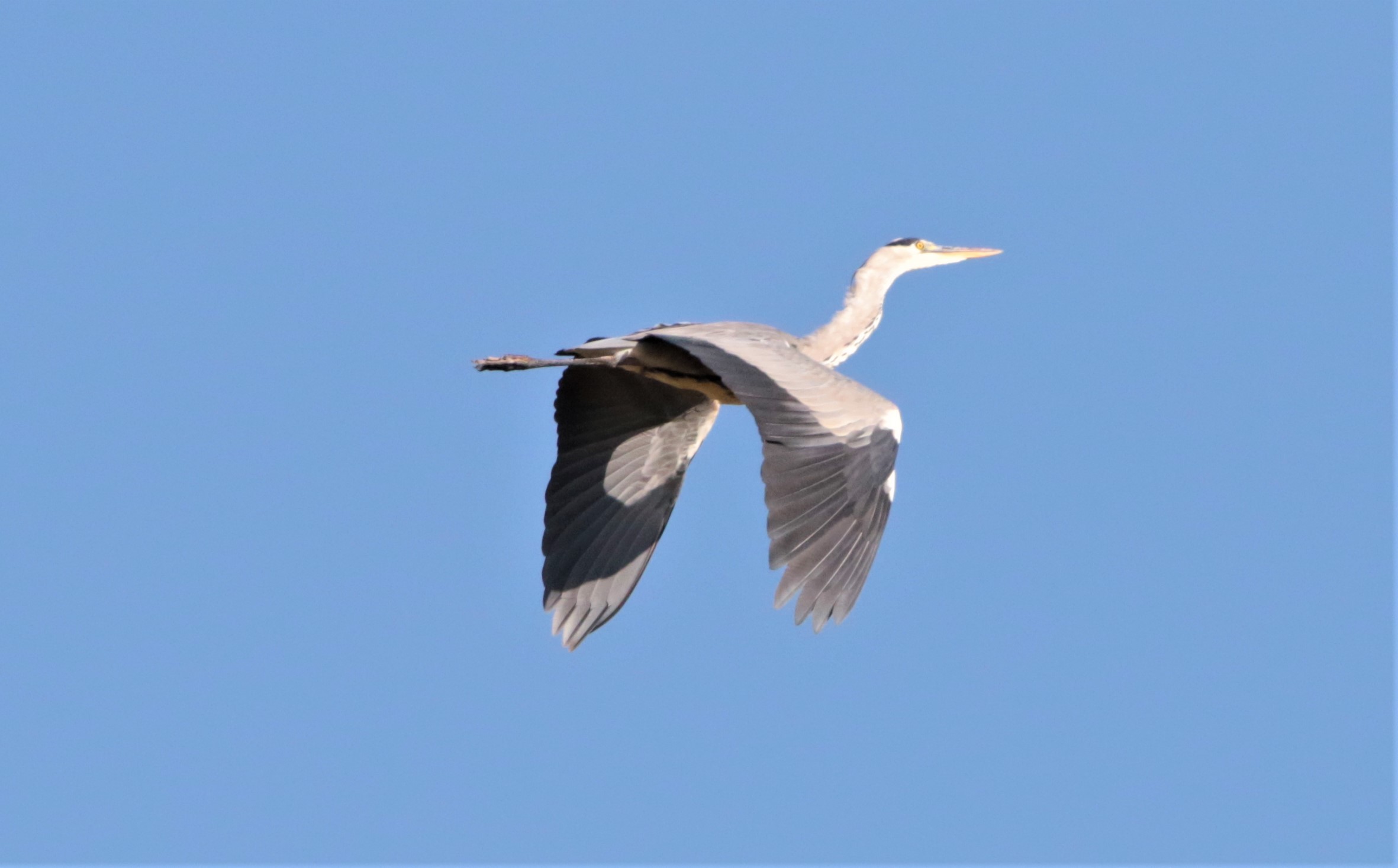 evolutions in flight! (1)