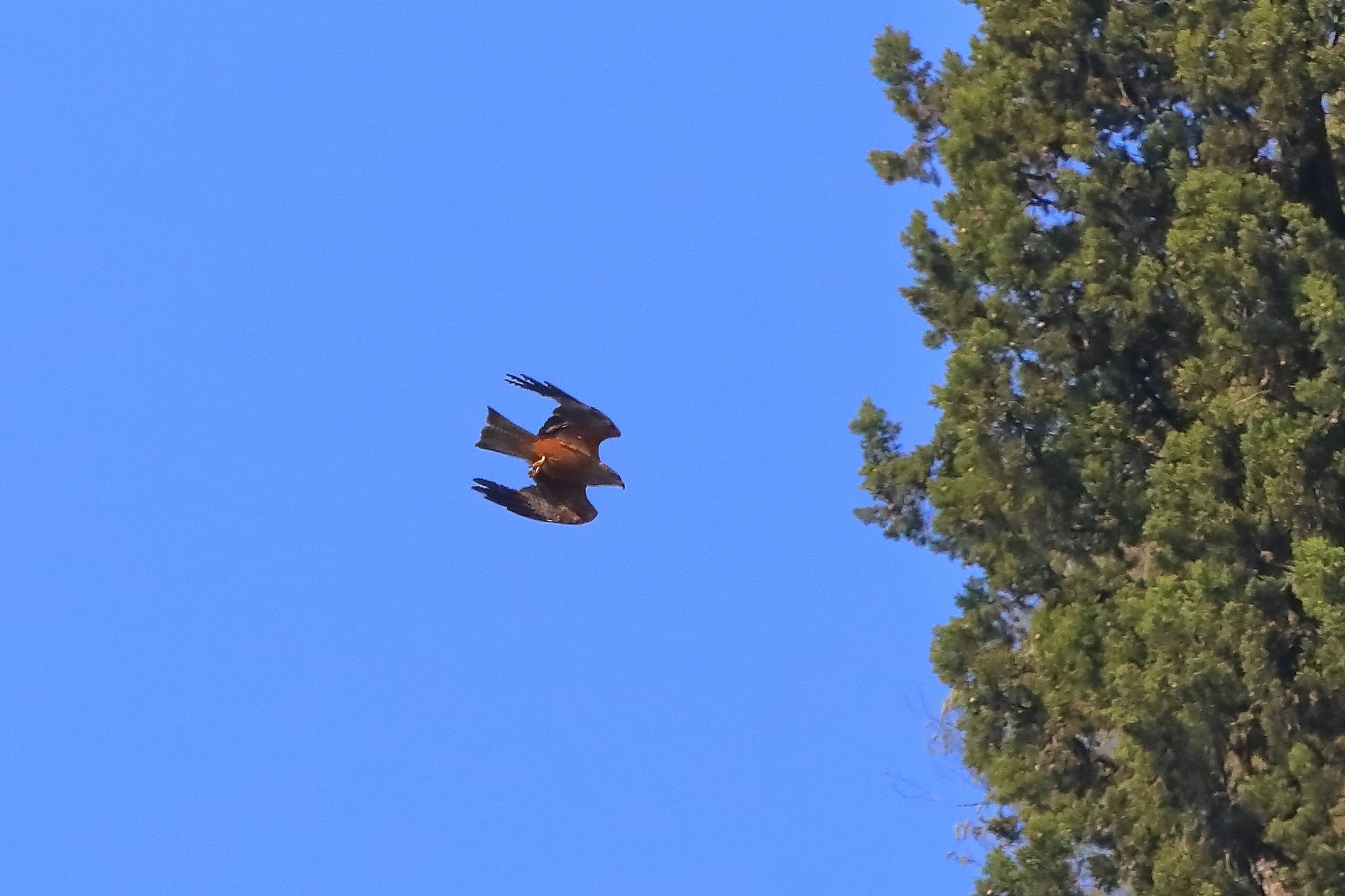 Nibbio bruno 20-07-2022