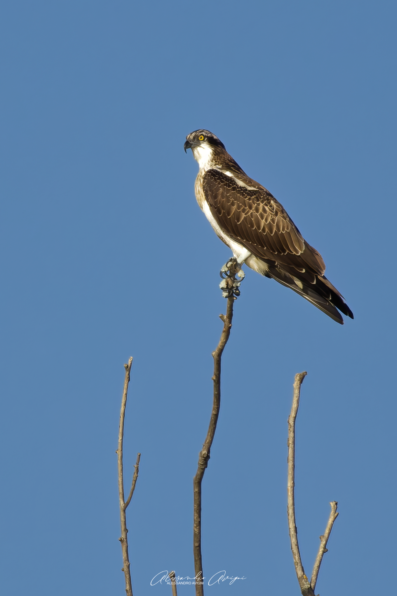 Falco Pescatore