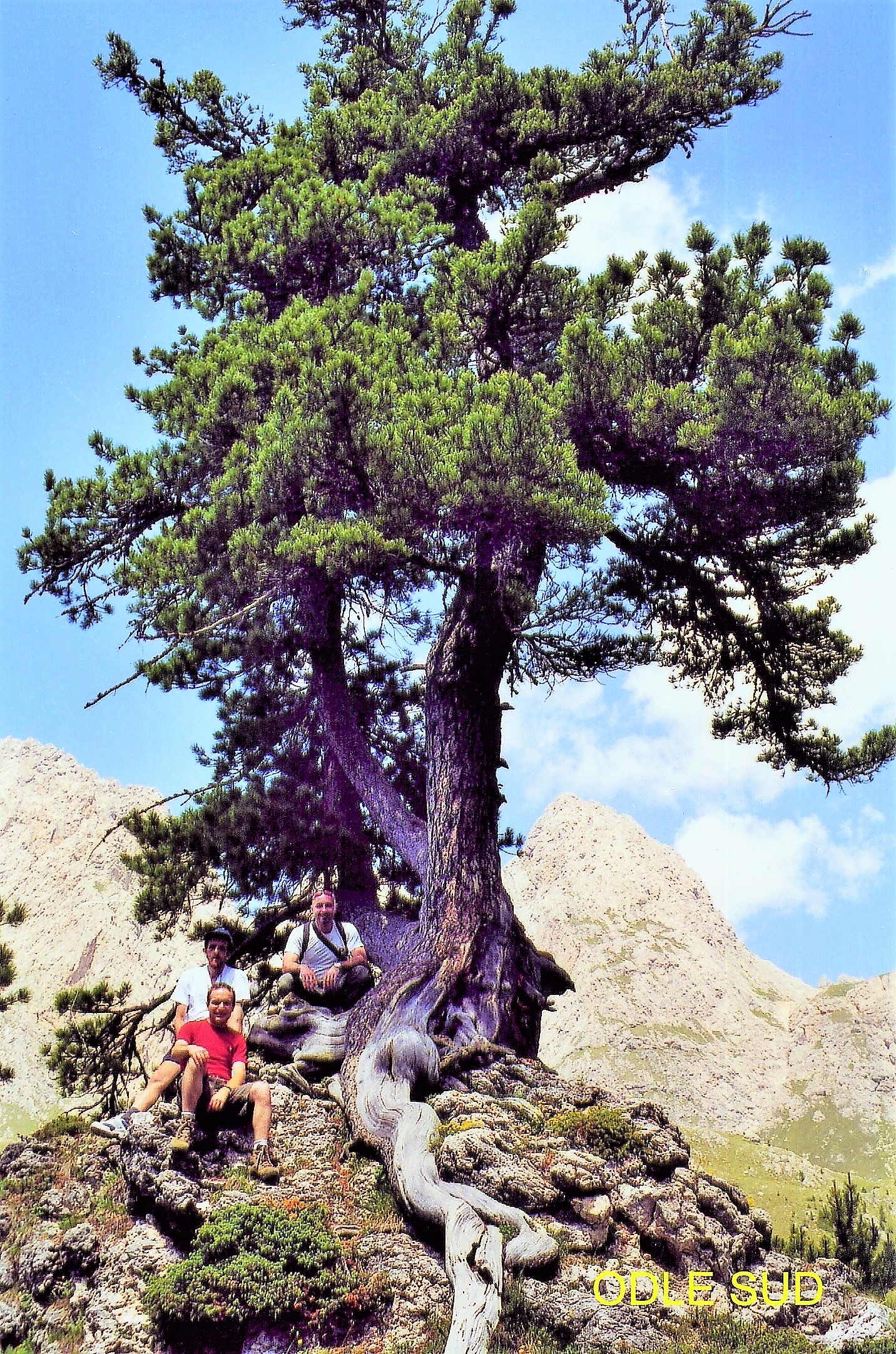 All'ombra del grande Cembro