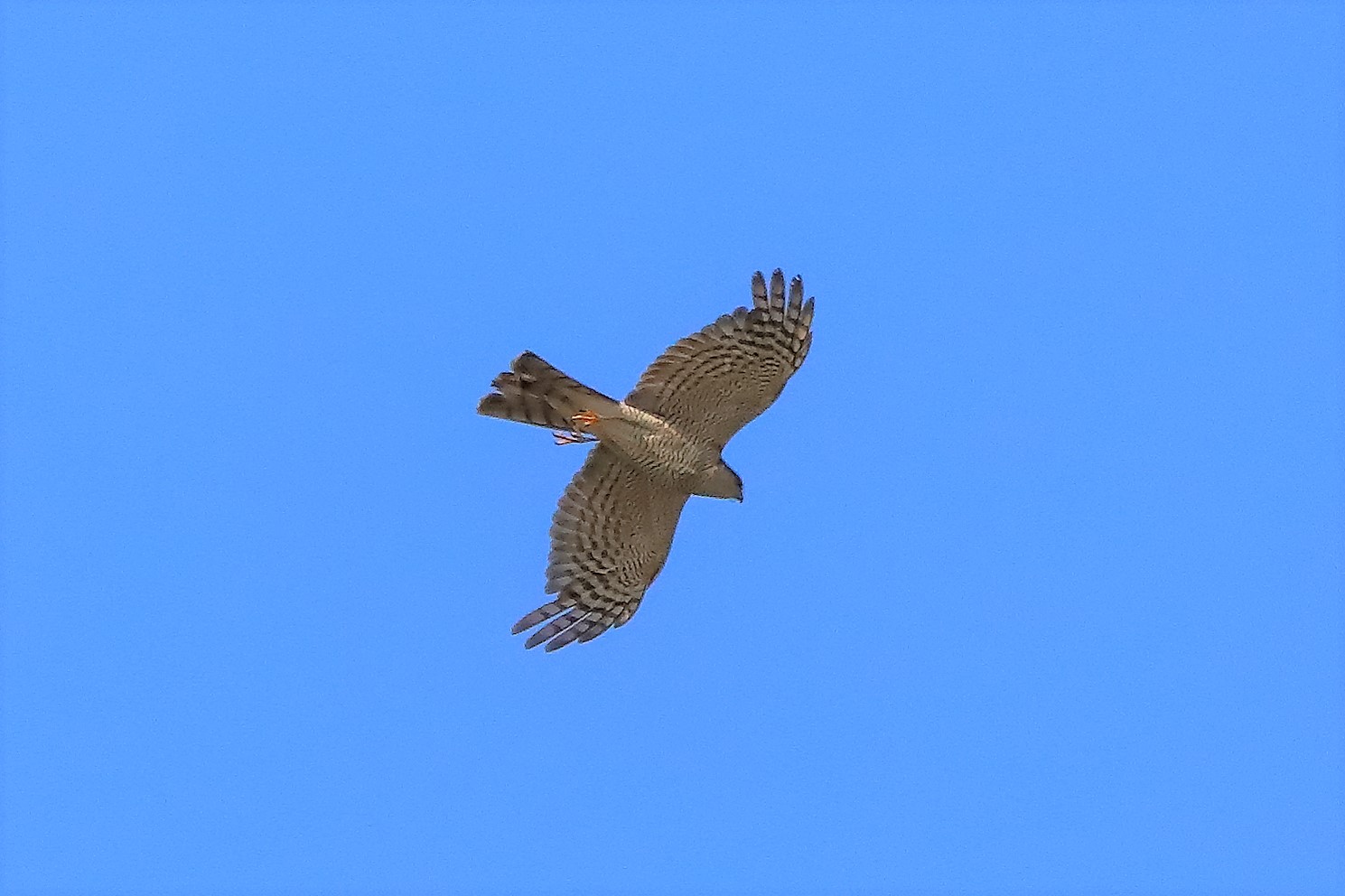 Sparviere 21-07-2022