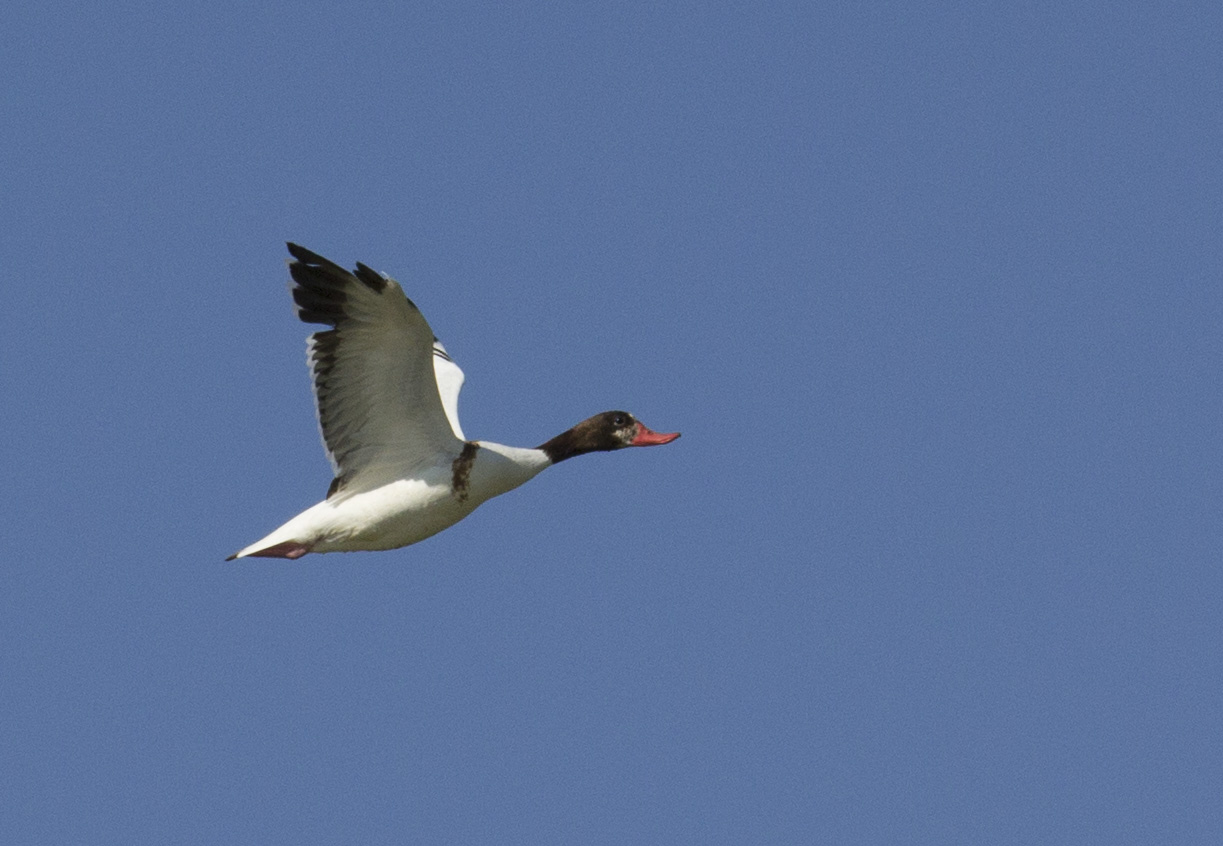 shelduck (Tadorna tadorna)