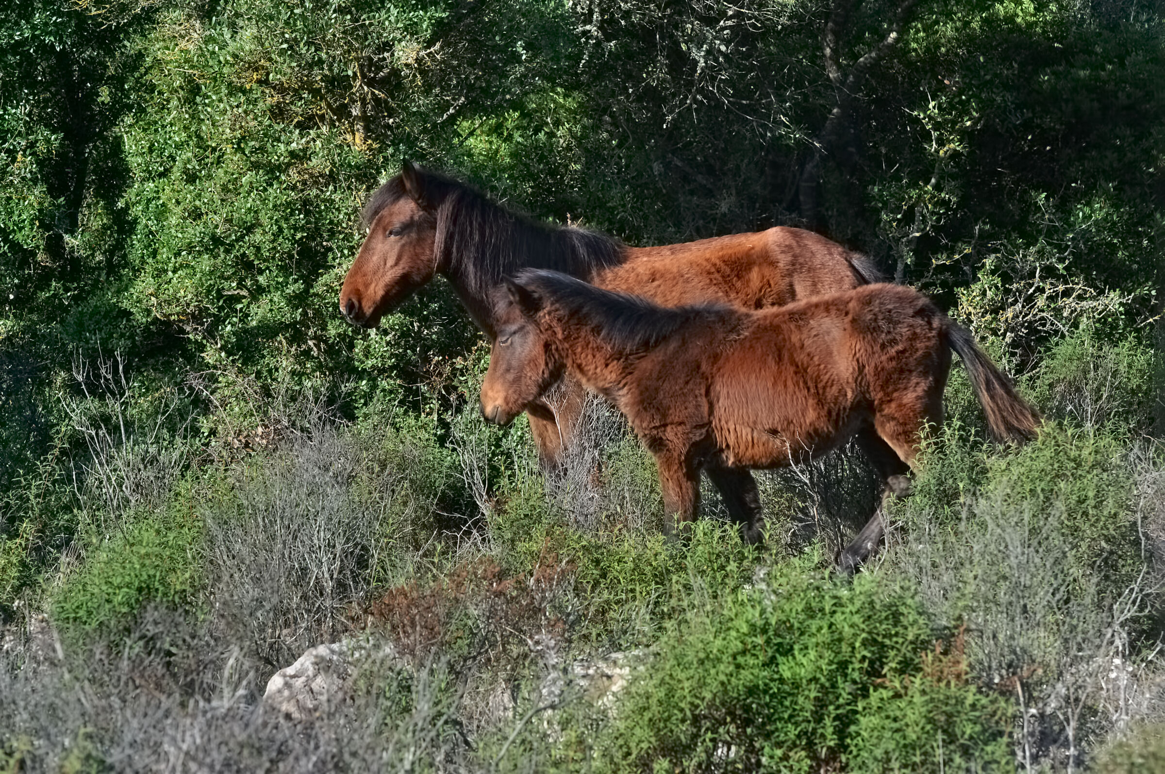 Cavallini della Giara