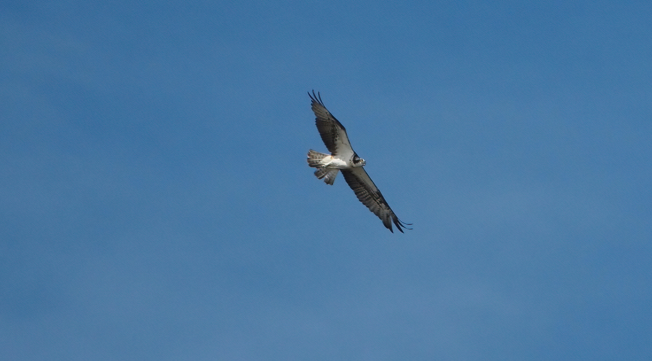 Falco di palude