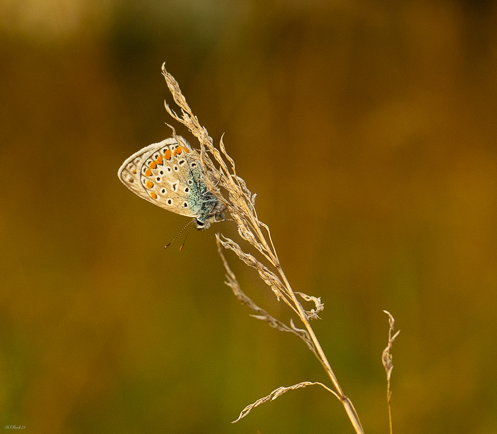 Stessa farfalla, giorno diverso