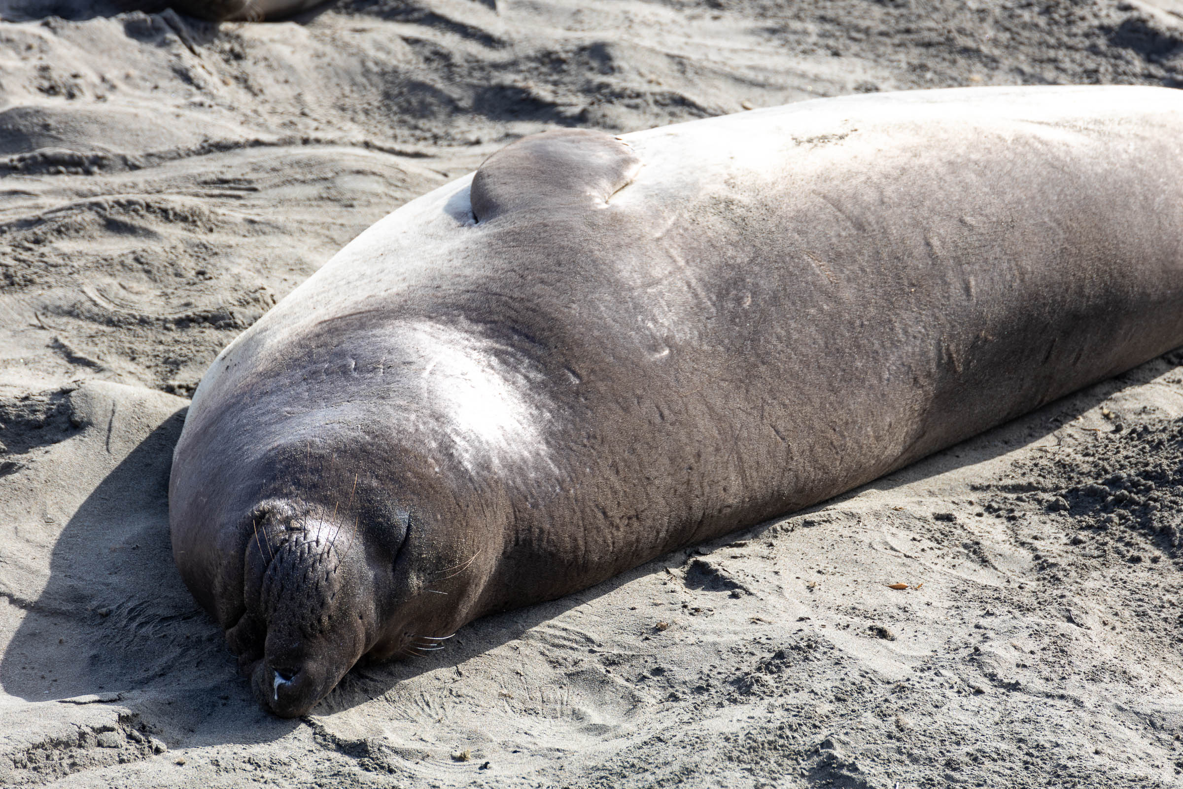 elephant seal