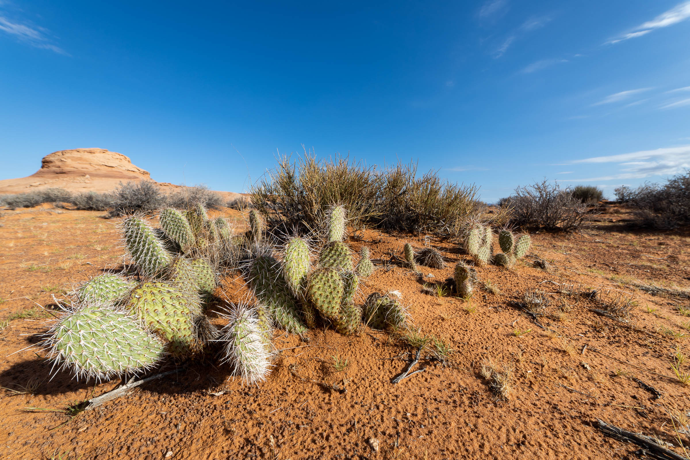 mohave desert