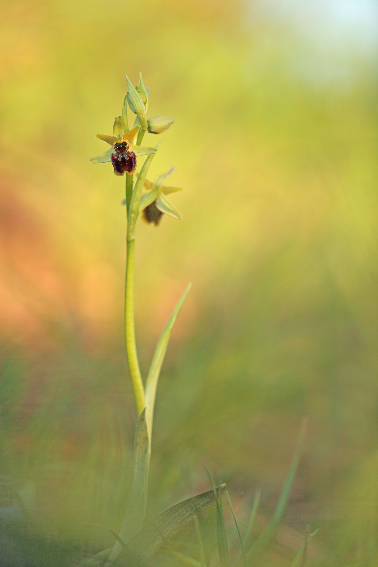 Ophrys sphegodes