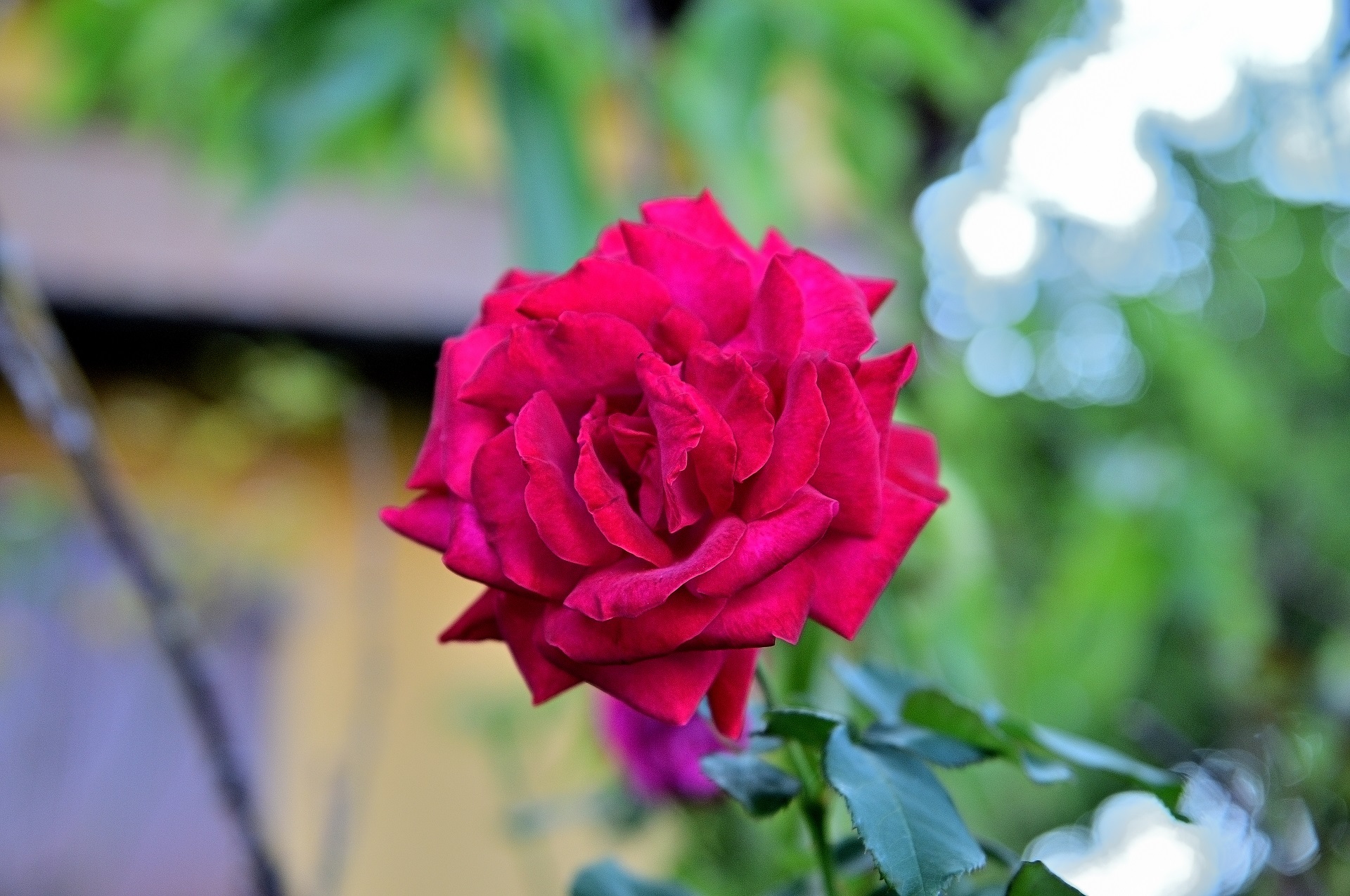 September rose