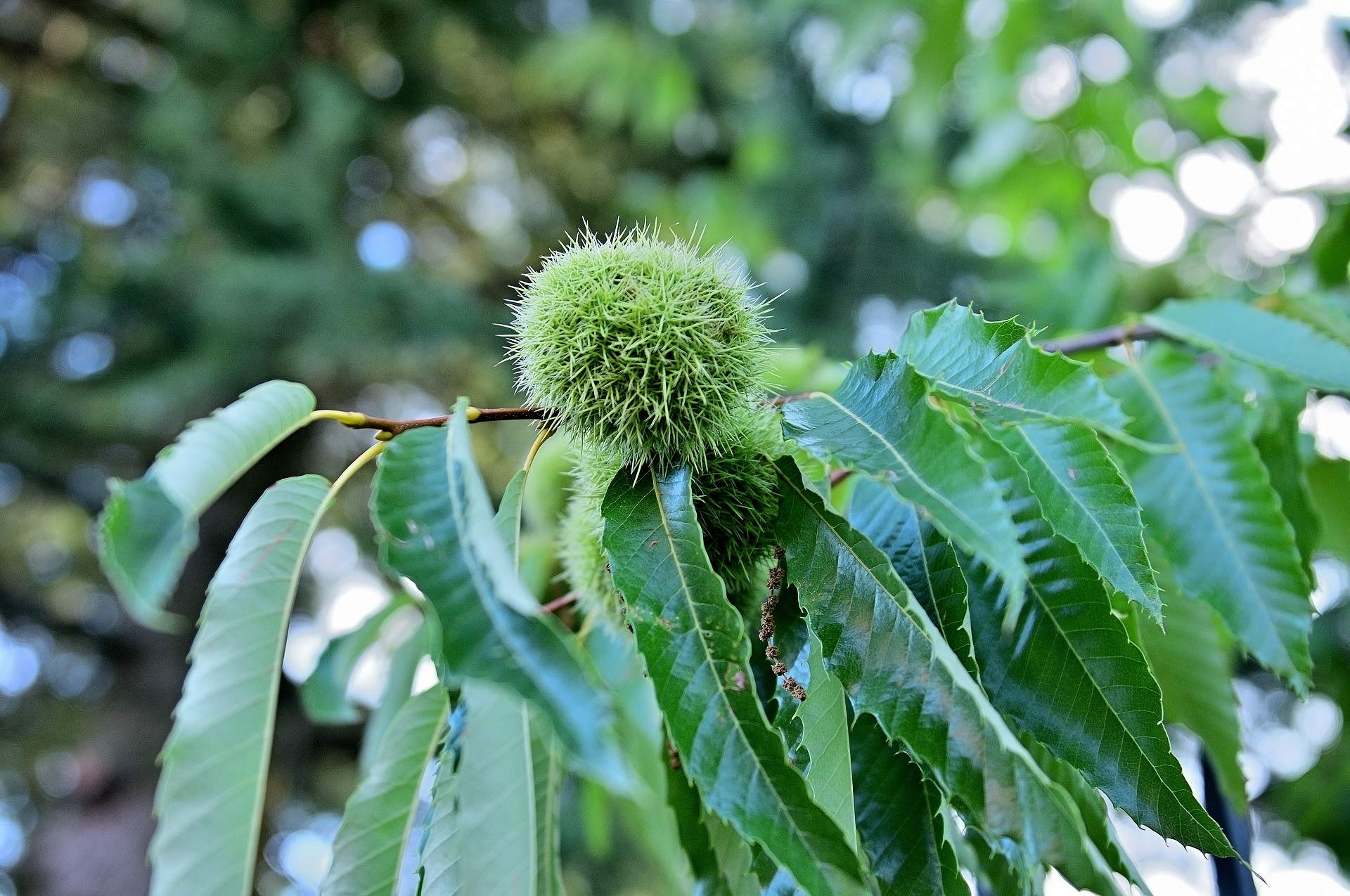 September nature